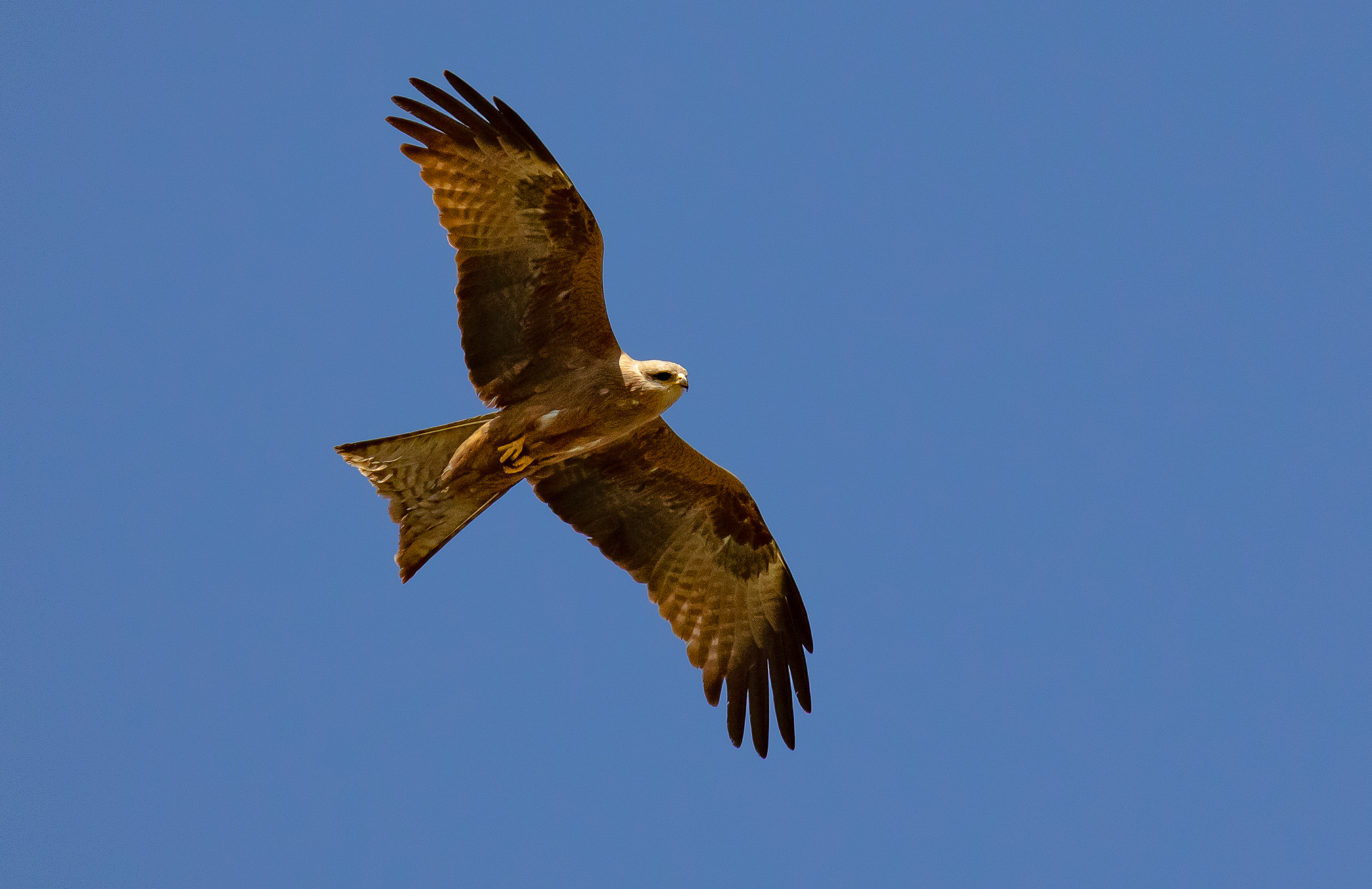Black Kite