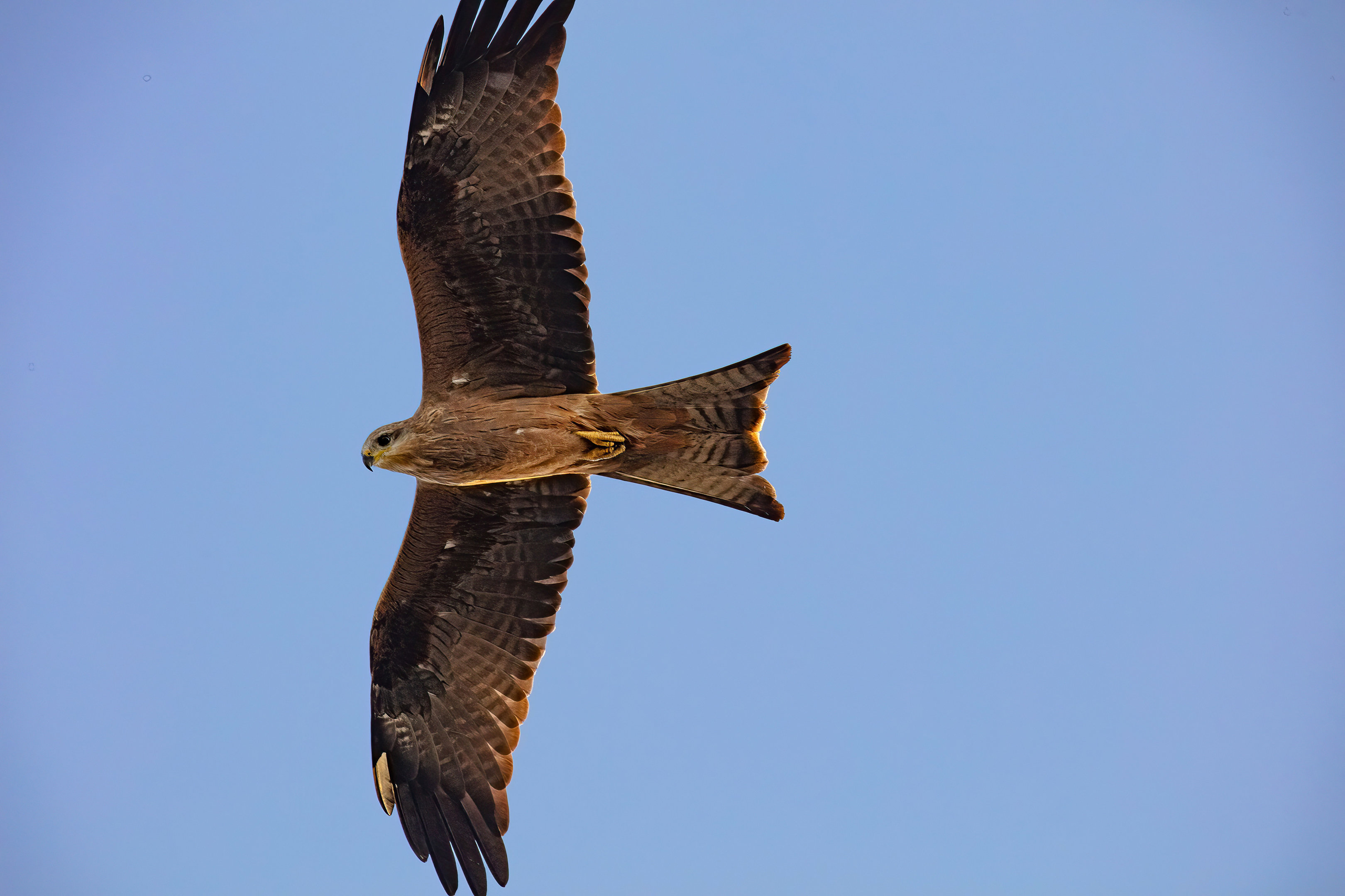 Black Kite