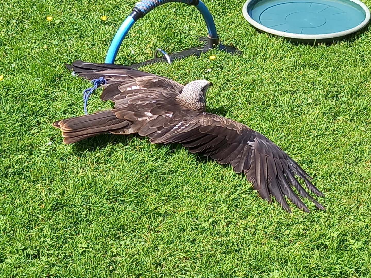Black Kite
