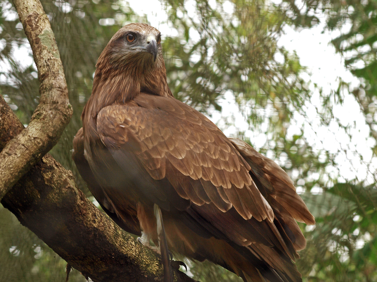 Black kite