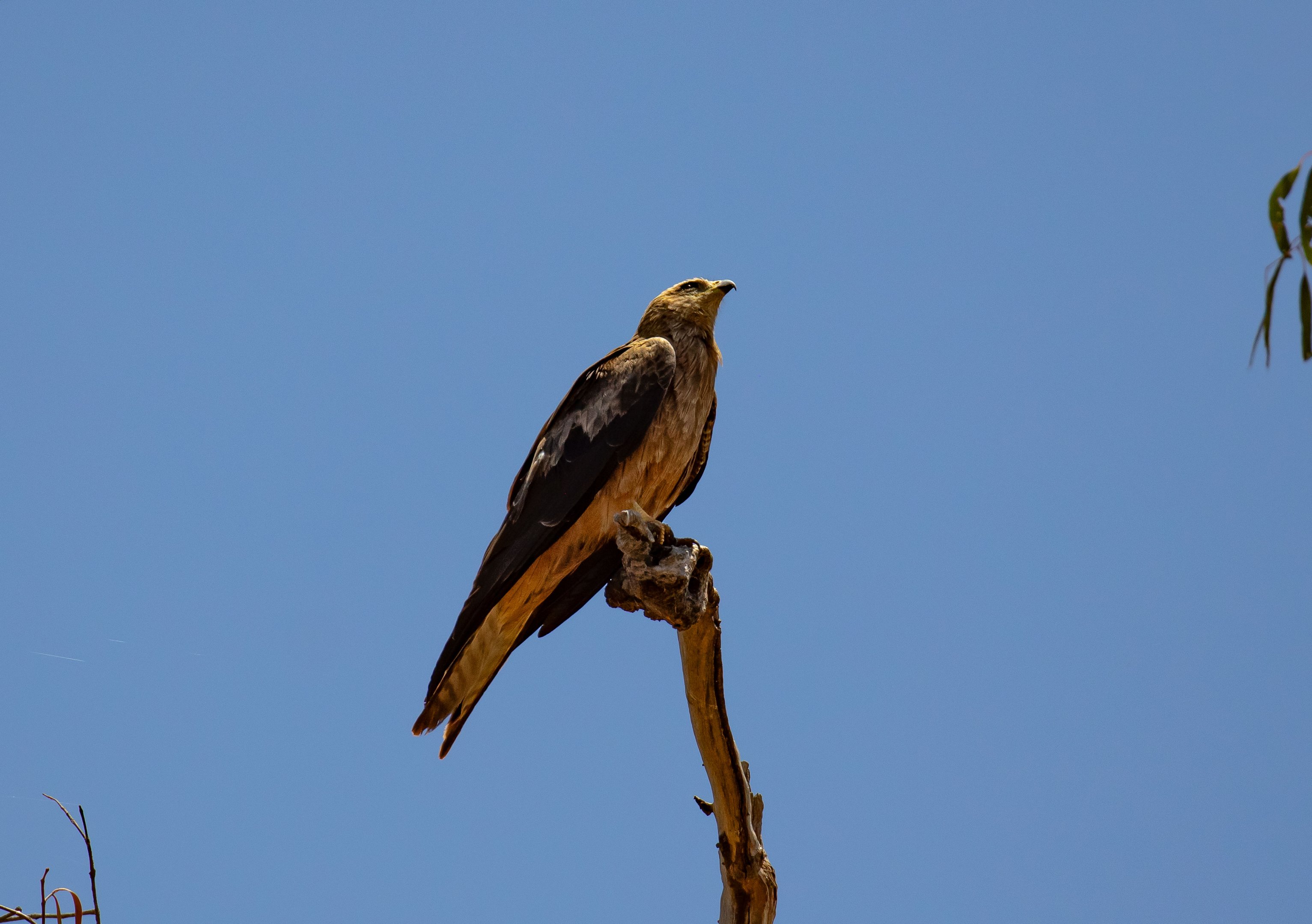 Black Kite