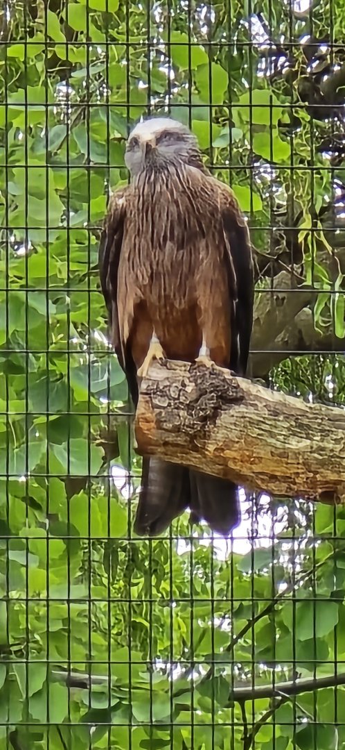 Black kite