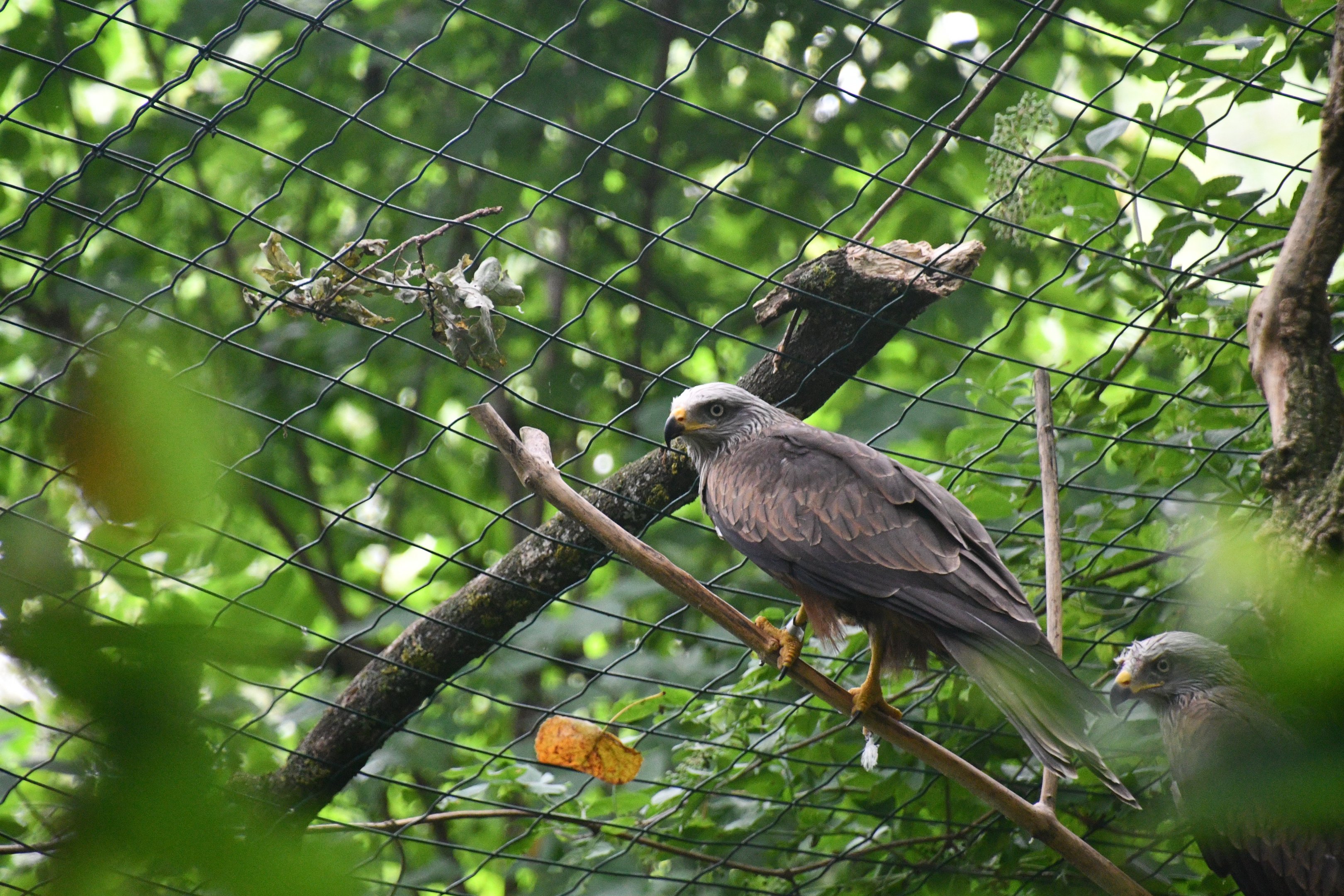 Black Kite