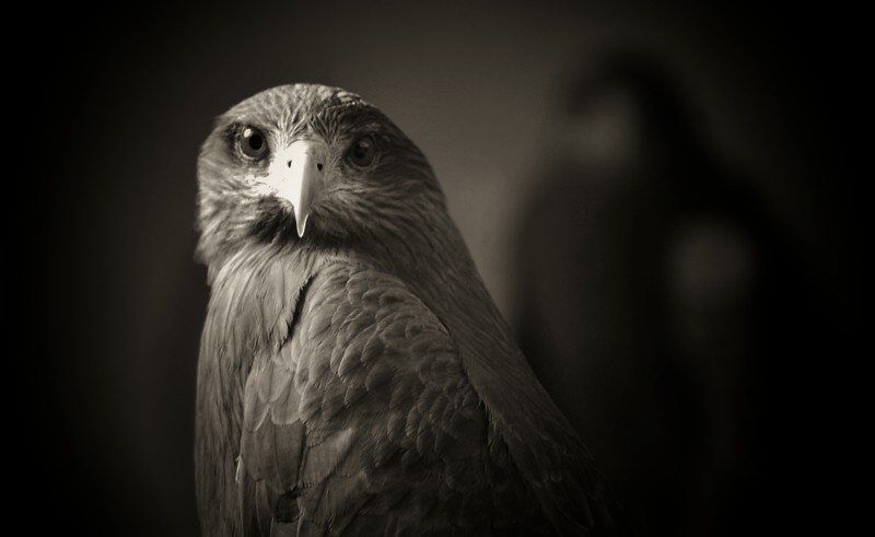 Black Kite