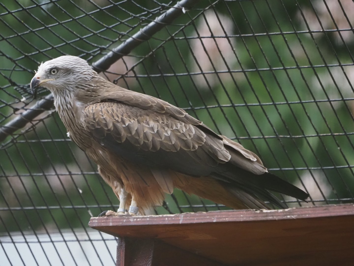 Black Kite