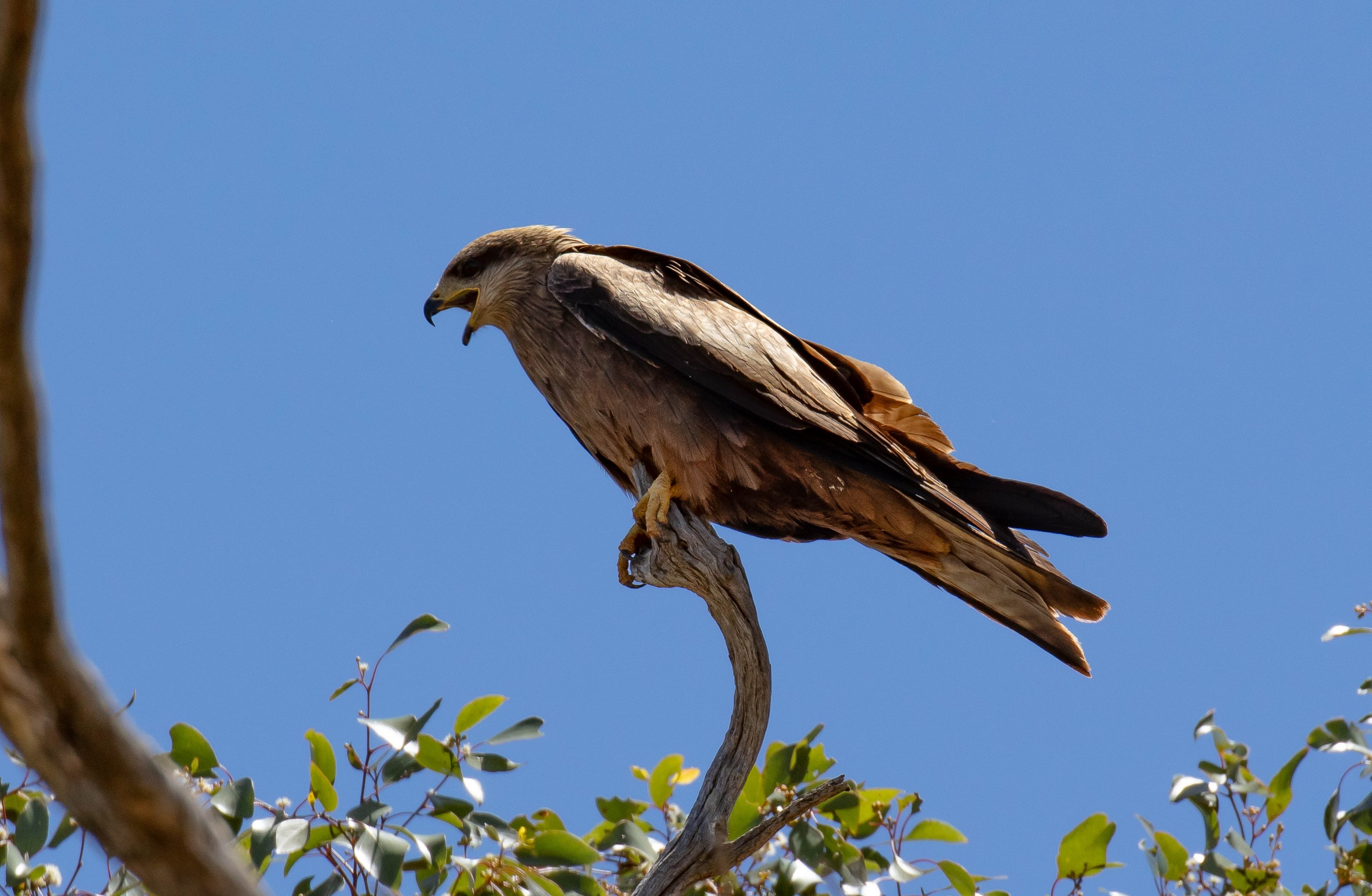 Black Kite