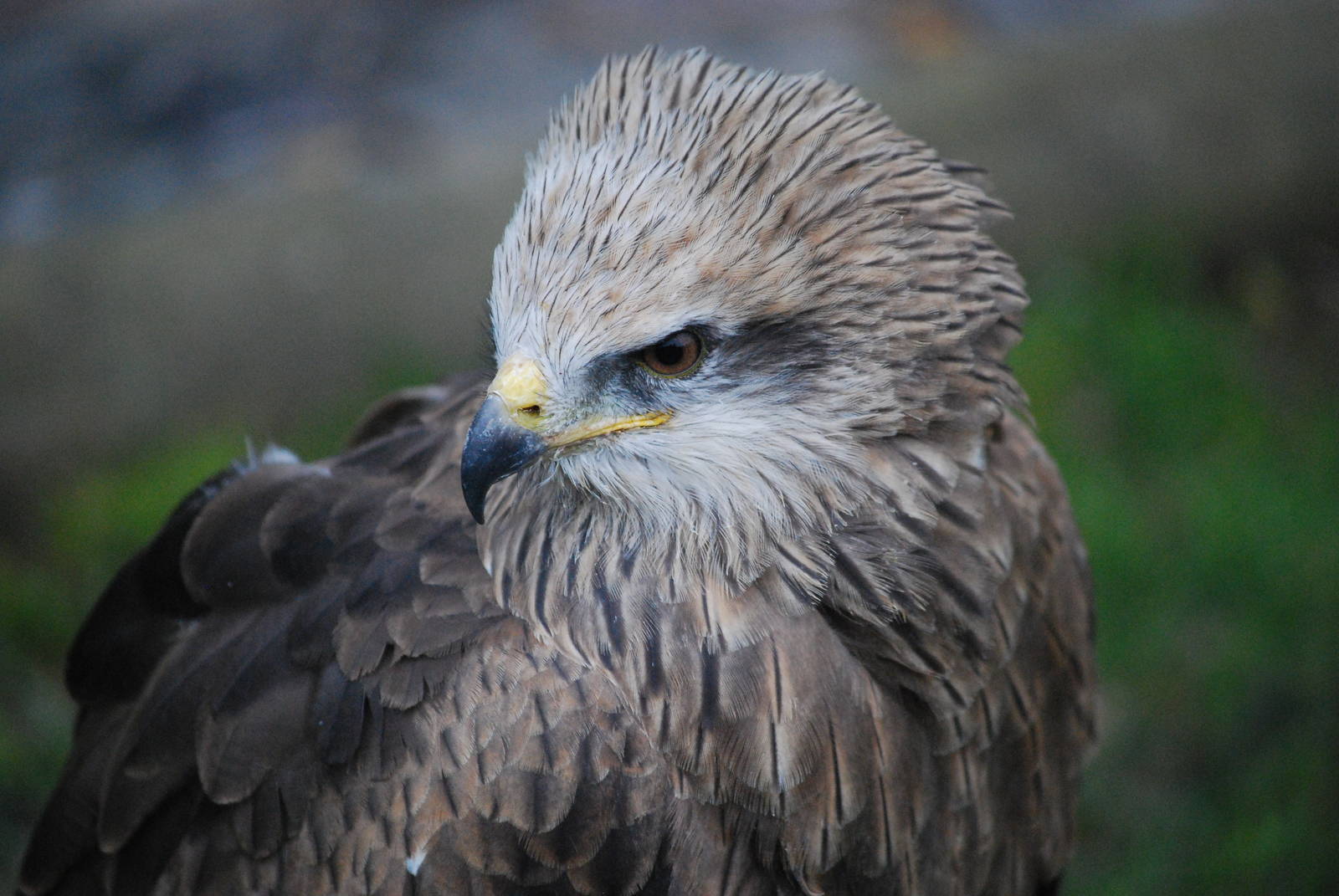 Black Kite
