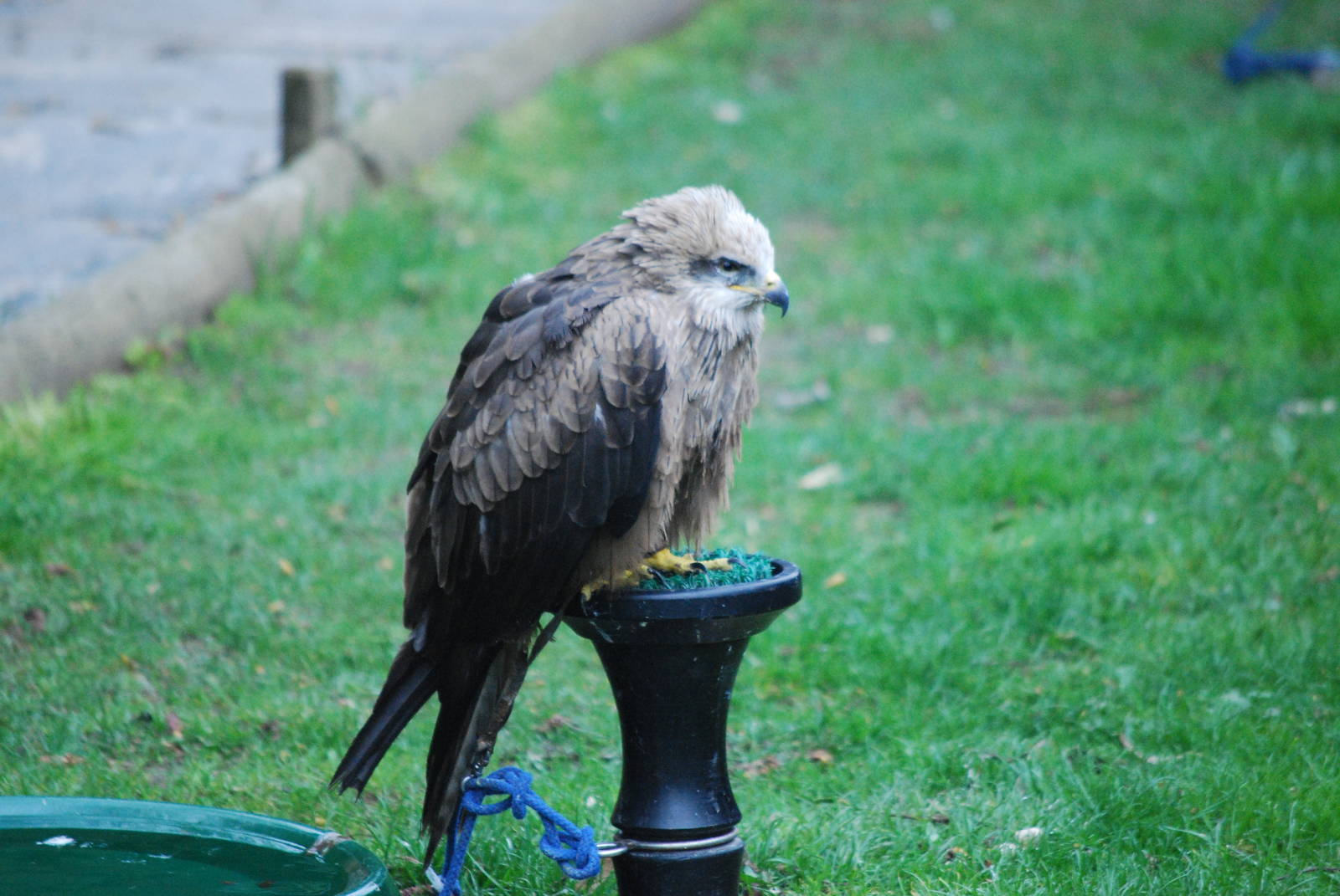 BLACK KITE