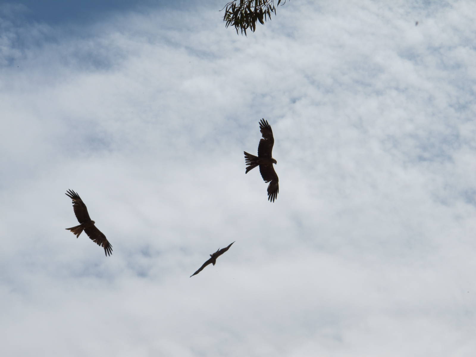 Black Kites, Alice Springs, NT