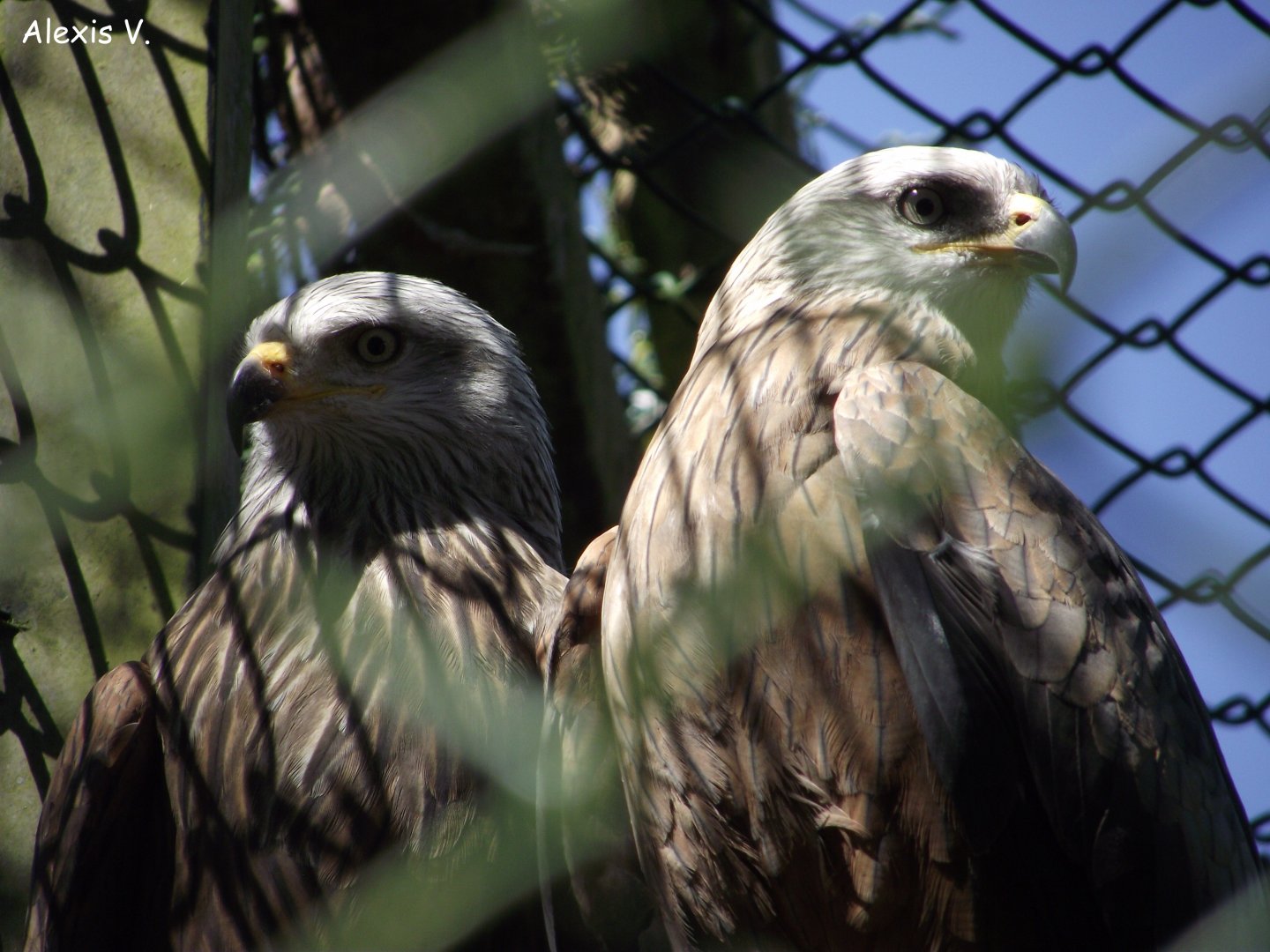 Black Kites - Zooparc de Beauval - 04/2016