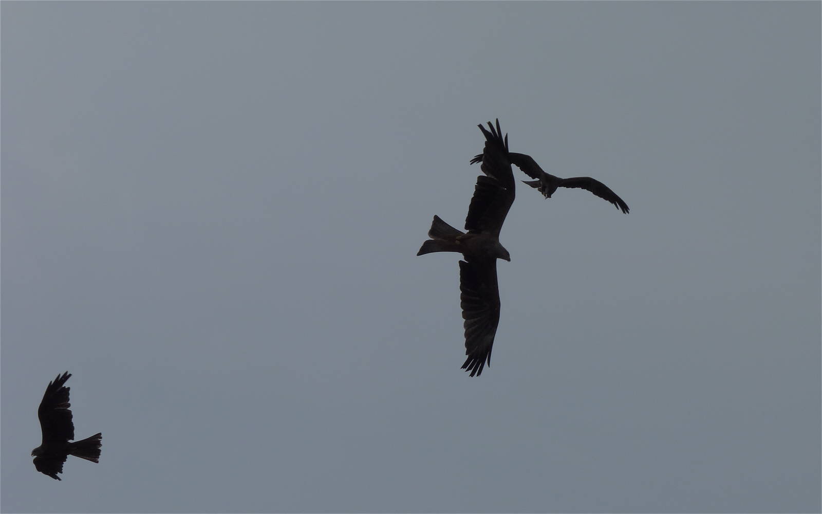 Black Kites