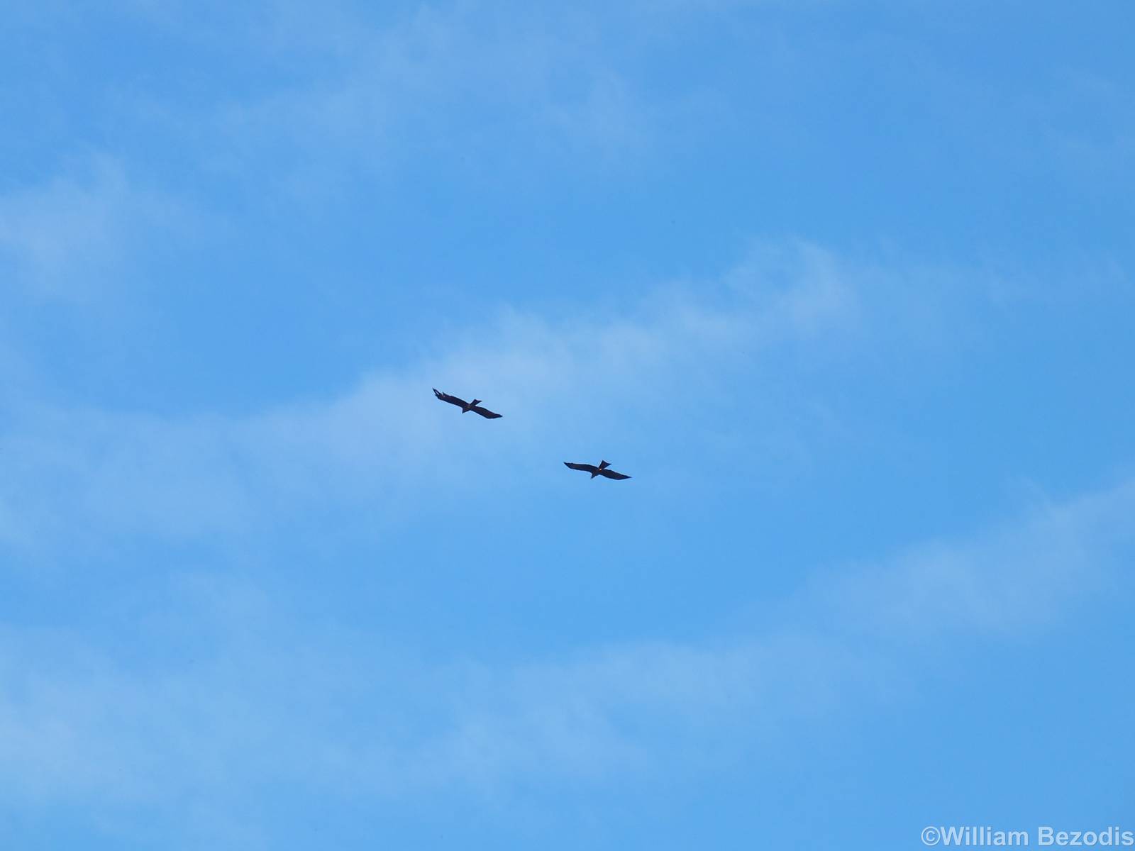 Black Kites