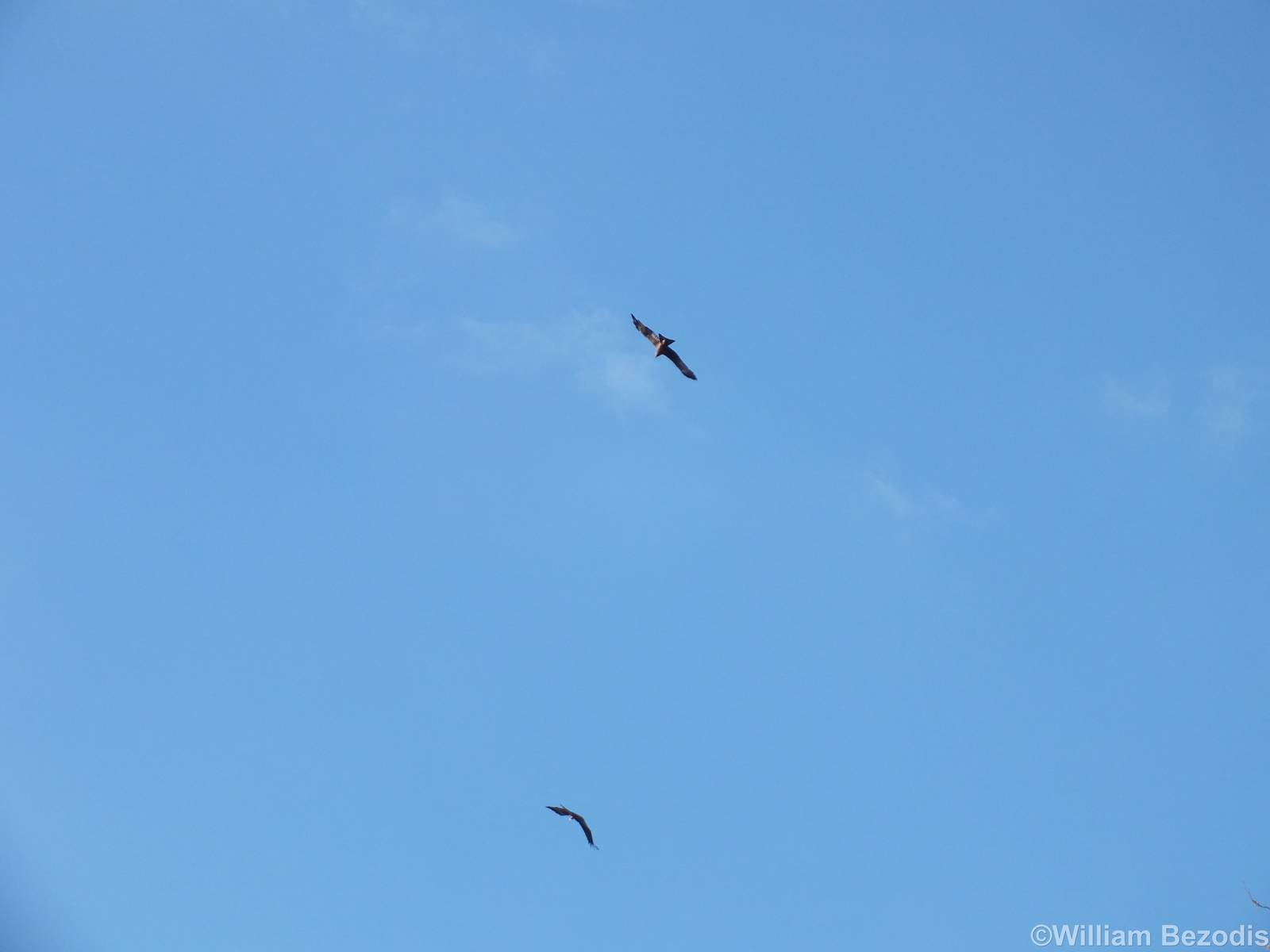 Black Kites