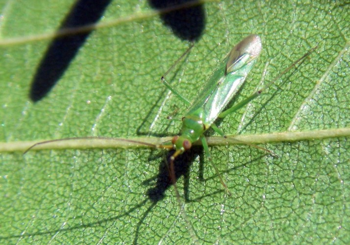 Black Kneed Capsid (Blepharidopterus angulatus)
