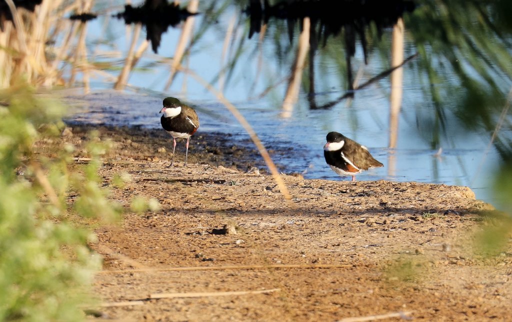 Black-kneed Dotterels