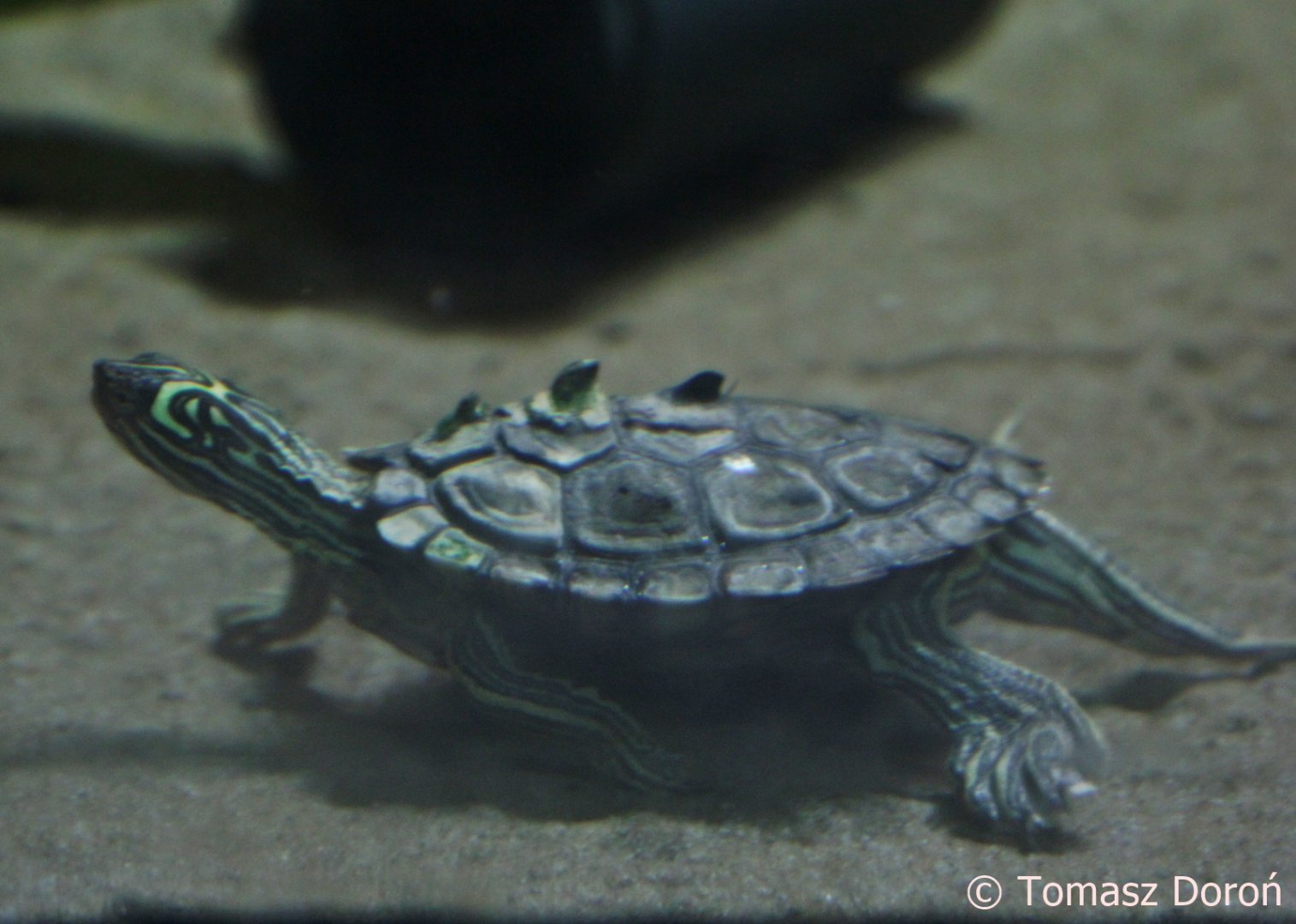 Black-knobbed Map Turtle (Graptemys nigrinoda), Nov. 2017