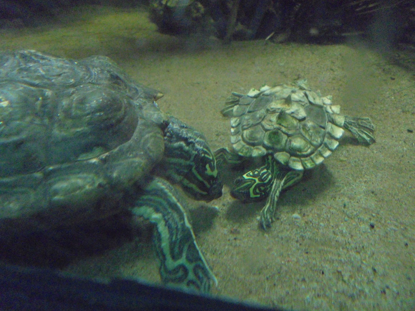 Black-knobbed Map Turtle Pair 2017