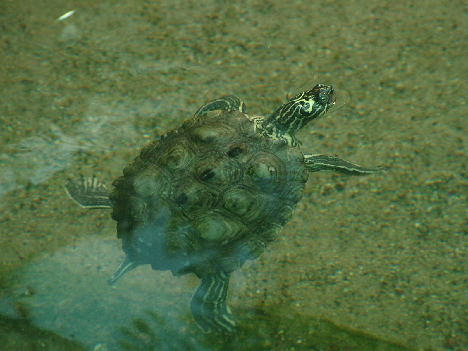 Black-knobbed Sawback Turtle at Frankfurt 31/08/10