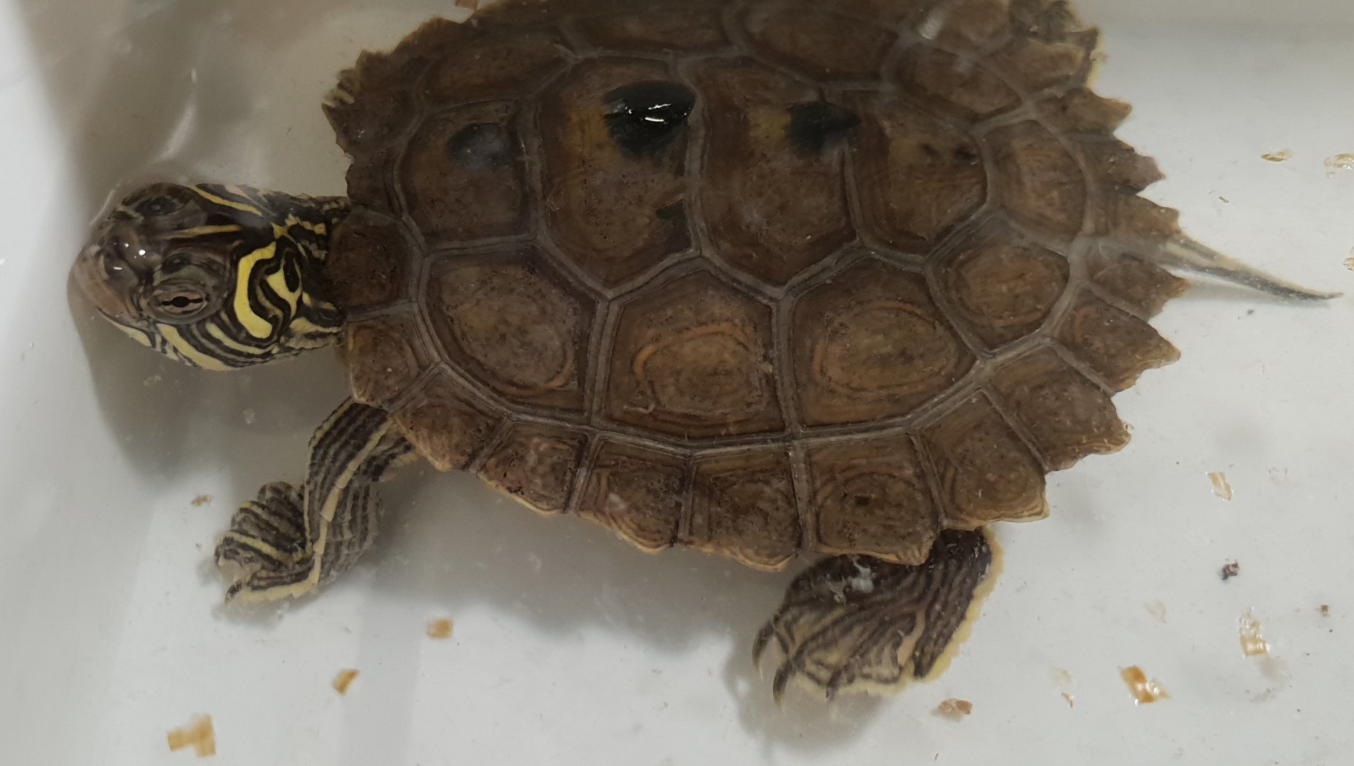 Black-knobbled map turtle - Graptemys nigrinoda nigrinoda