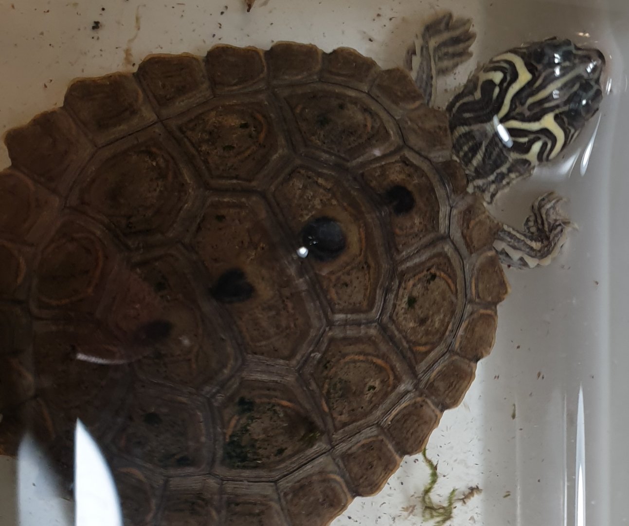 Black-knobbled map turtle - Graptemys nigrinoda nigrinoda