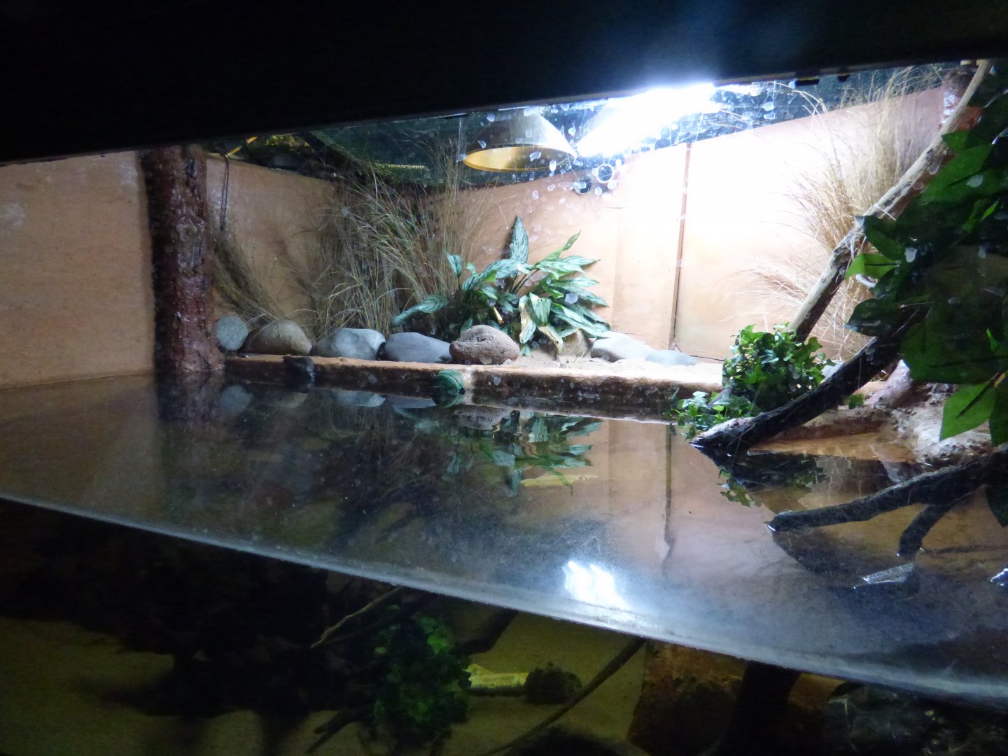Black-knobbled Map Turtle Tank in Underwater World