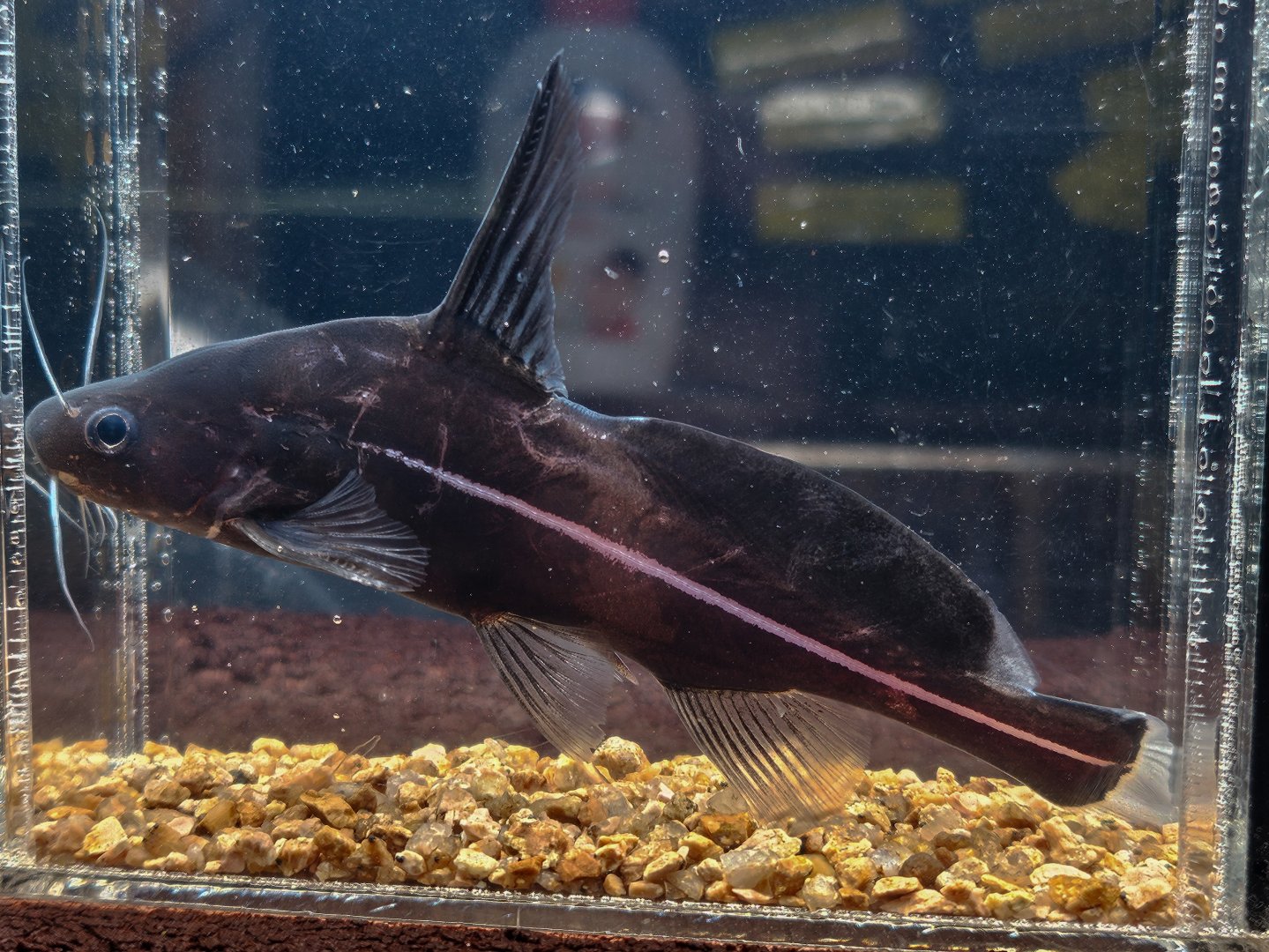 Black Lancer Catfish (Bagrichthys macracanthus)