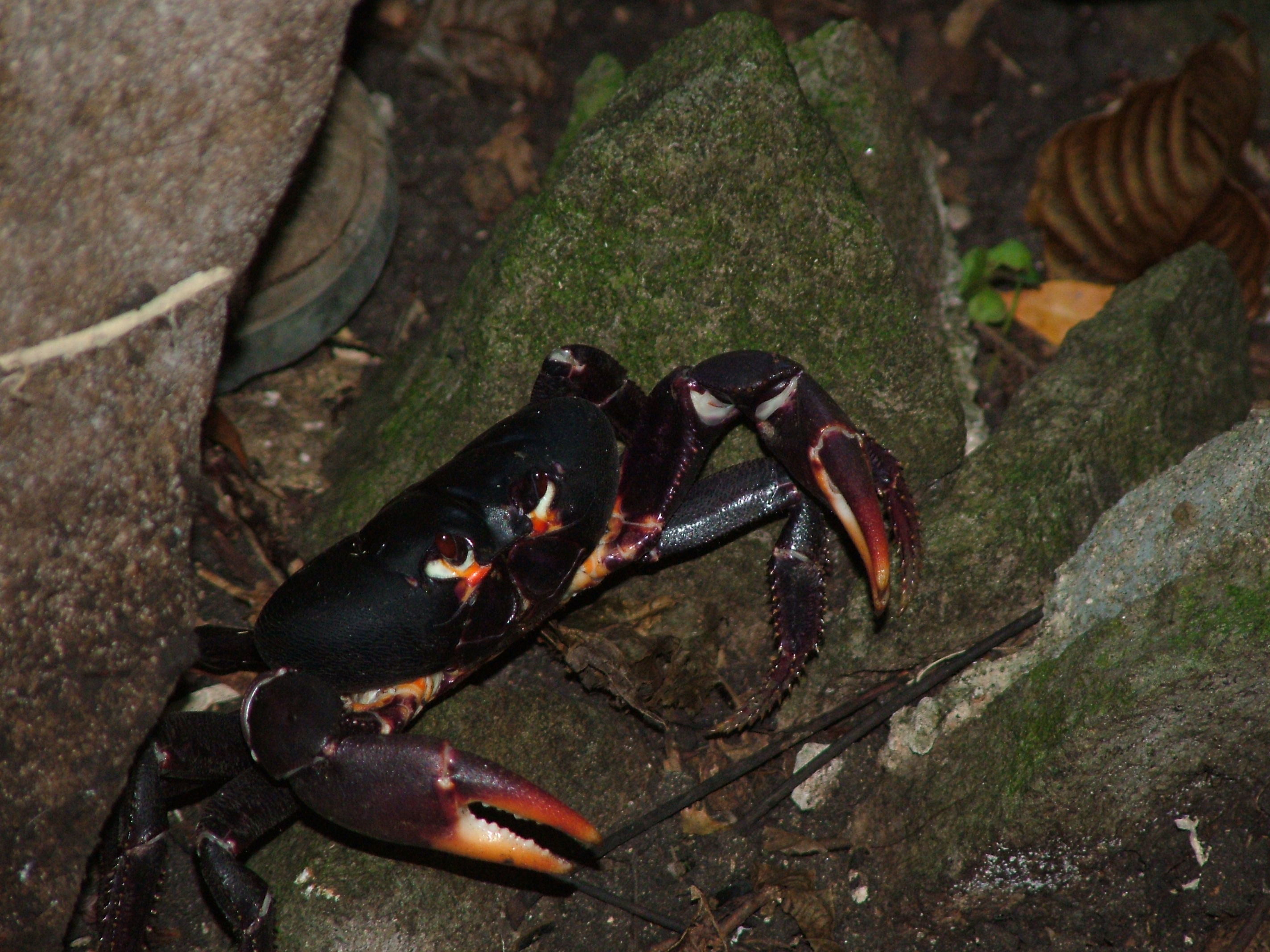 Black Land Crab, Dominica, 2007