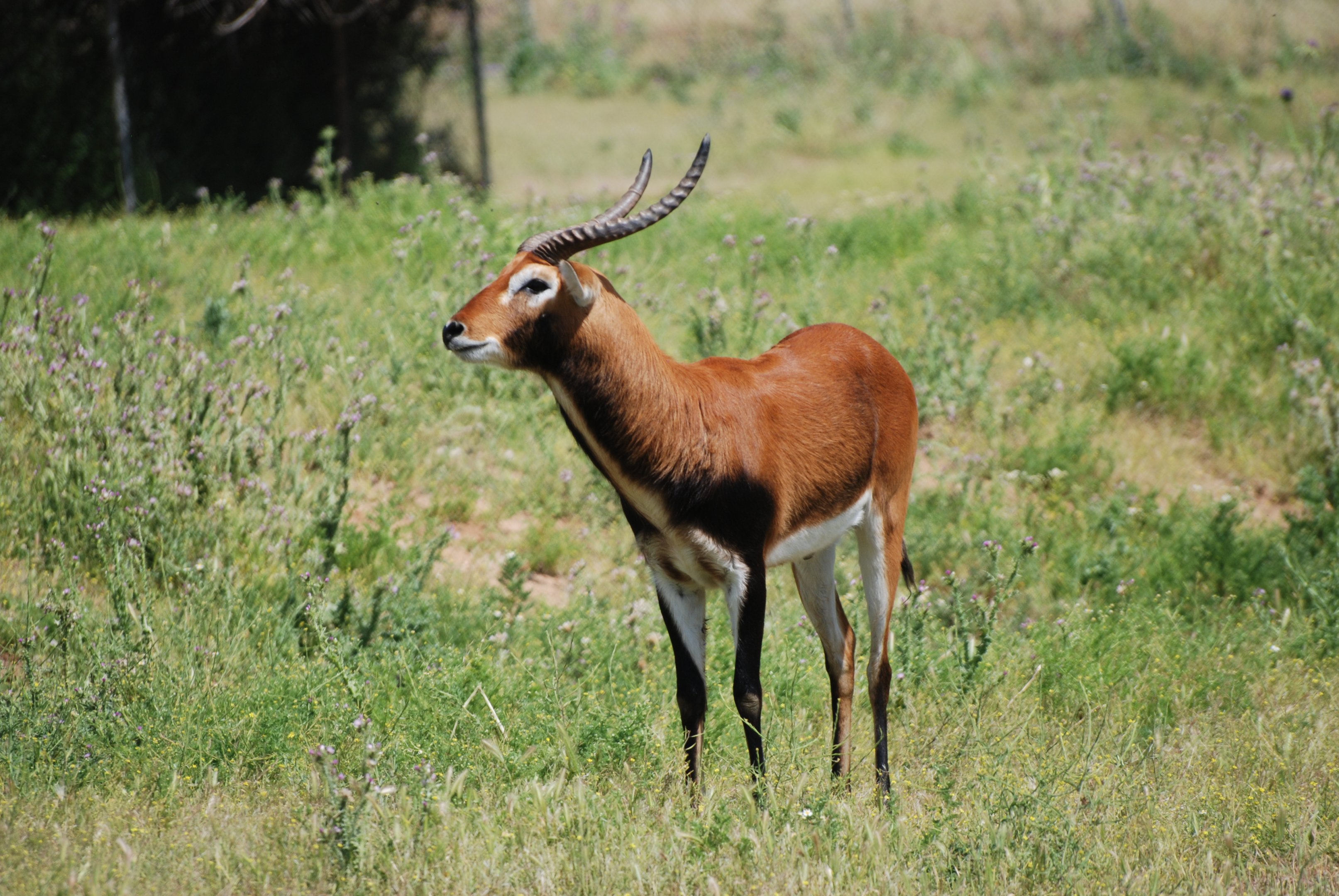 Black Lechwe at Safari Madrid, 19th May 2022
