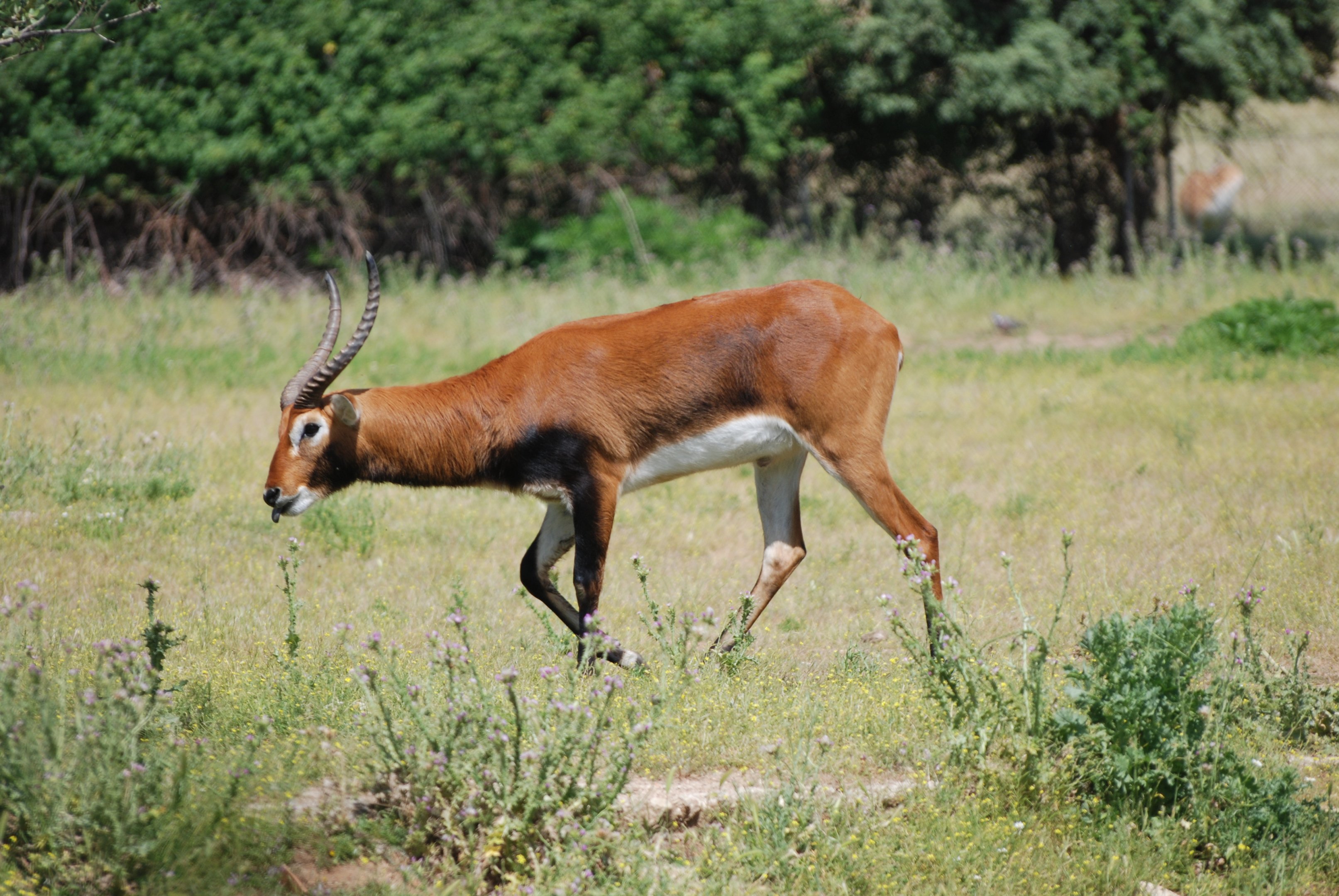 Black Lechwe at Safari Madrid, 19th May 2022