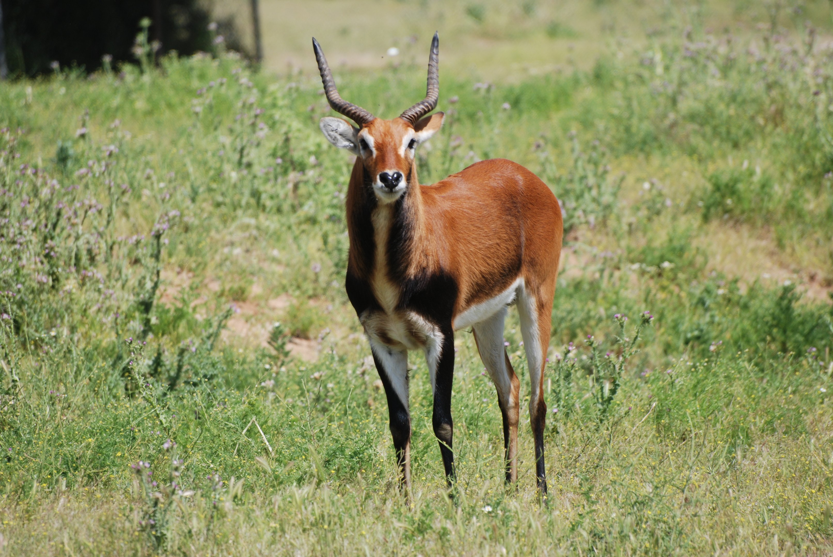 Black Lechwe at Safari Madrid, 19th May 2022