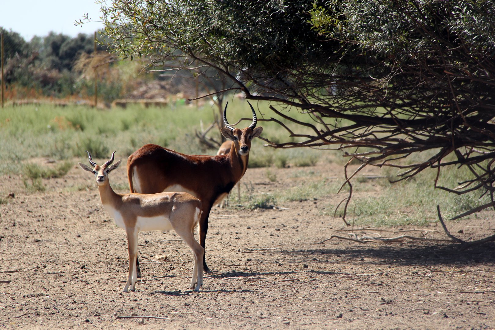 Black Lechwe (Kobus leche smithemani)