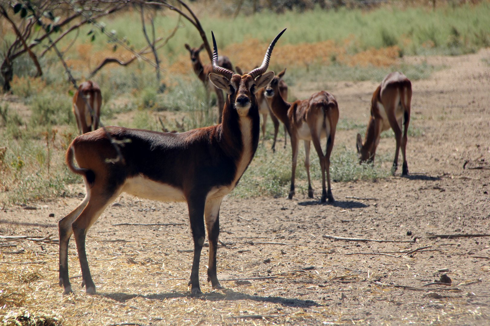Black Lechwe (Kobus leche smithemani)