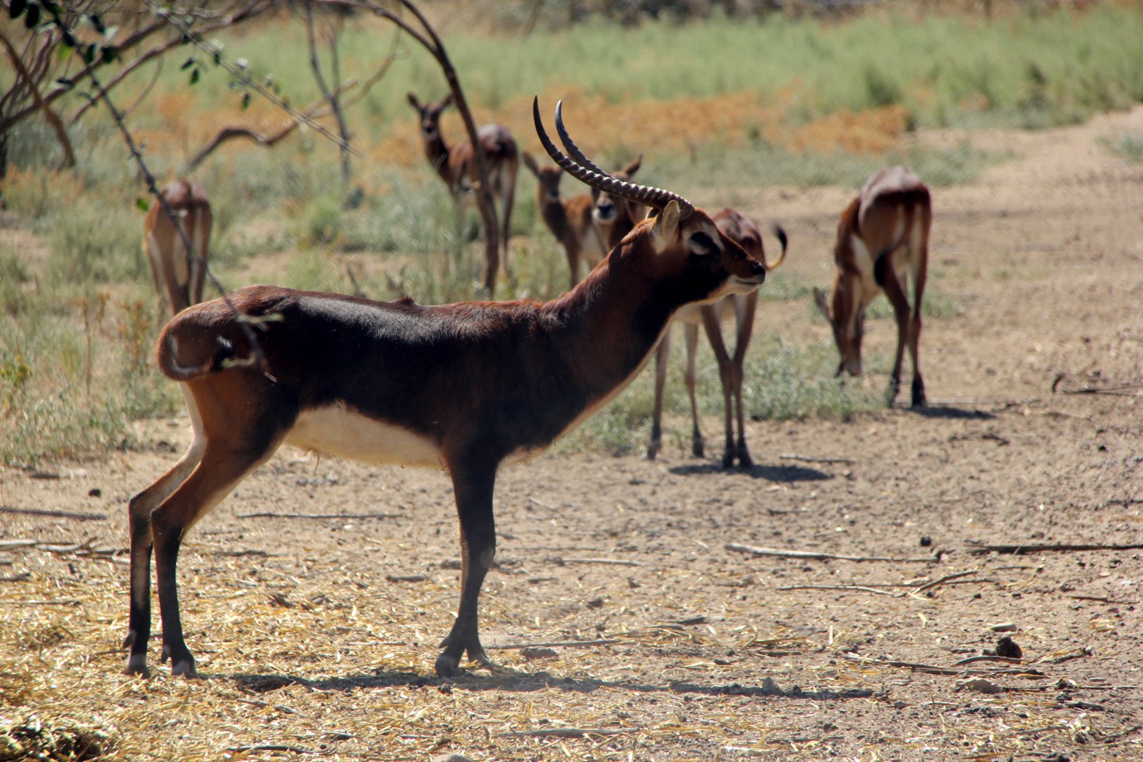 Black Lechwe (Kobus leche smithemani)
