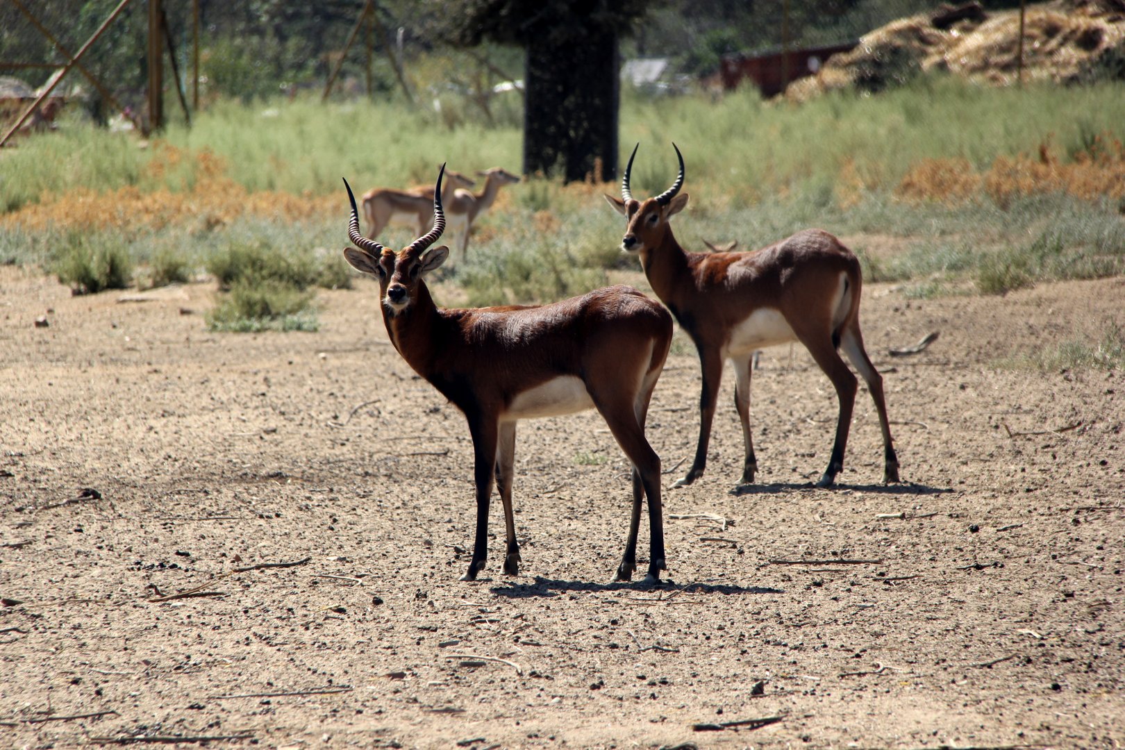 Black Lechwe (Kobus leche smithemani)