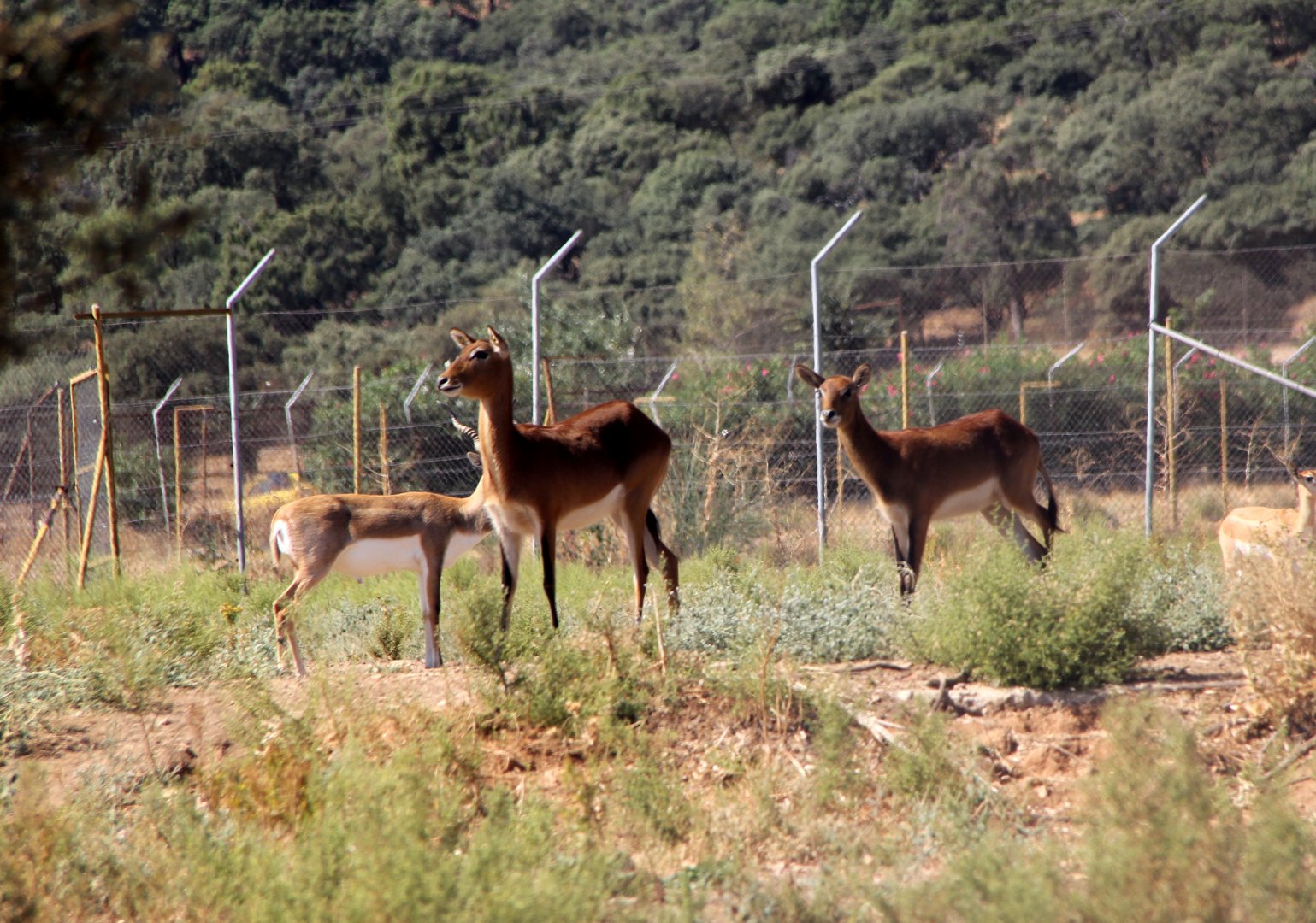 Black Lechwe (Kobus leche smithemani)