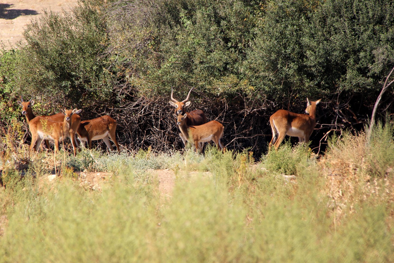 Black Lechwe (Kobus leche smithemani)