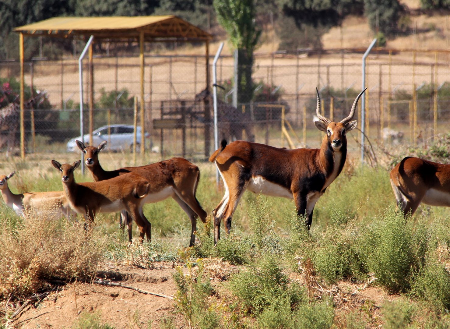 Black Lechwe (Kobus leche smithemani)