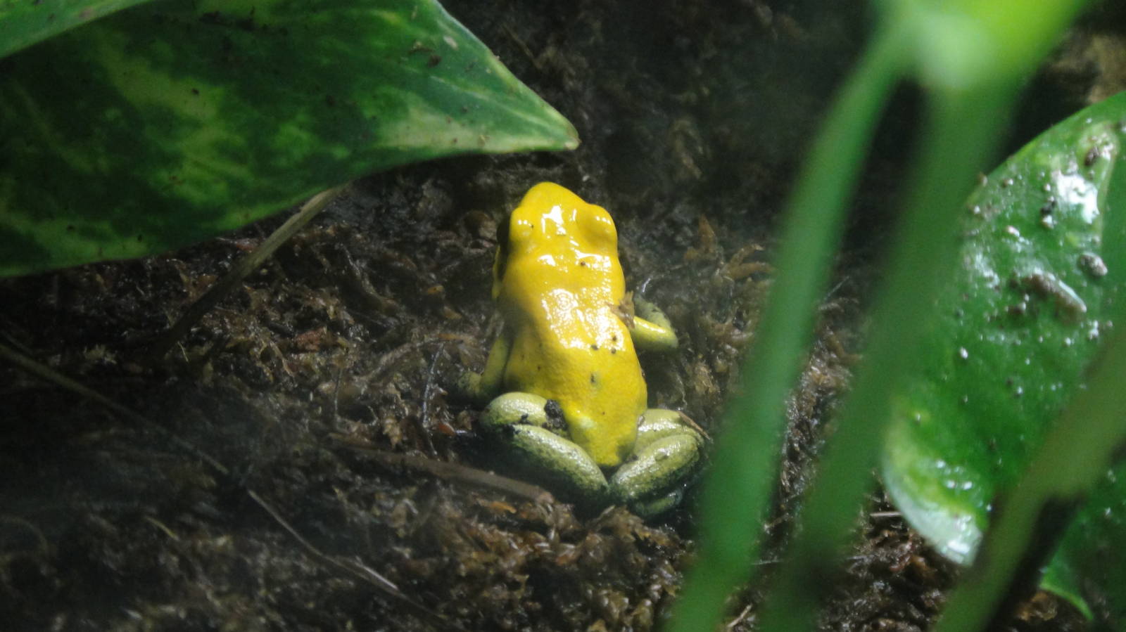 Black-leg Poison Dart Frog at Dallas zoo 2015-03-12