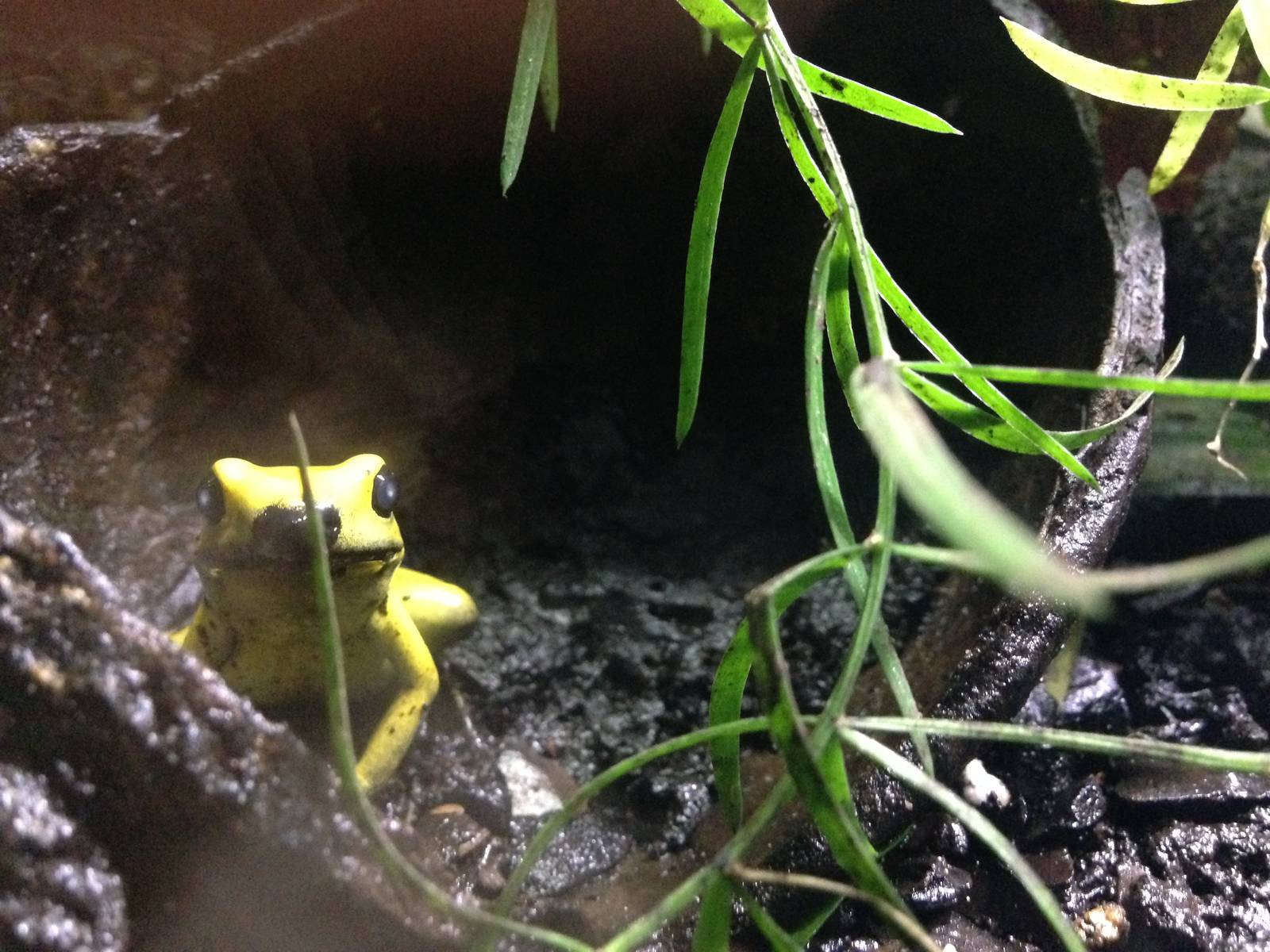 Black-legged Dart Frog at Blue Planet Aquarium - 05/10/2013