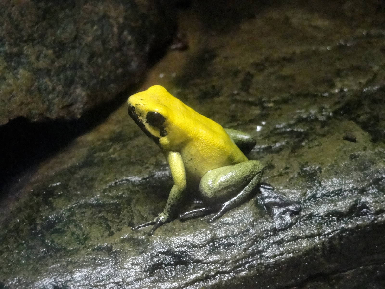 Black-legged Dart Frog