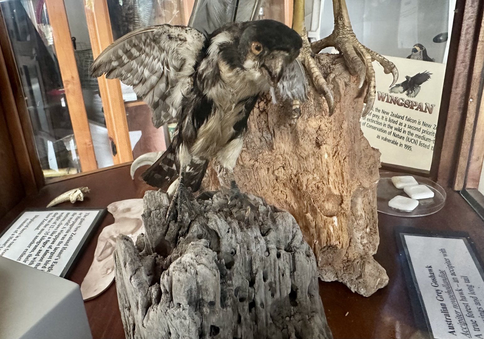 Black-legged falconette (Microhierax fringillarius)