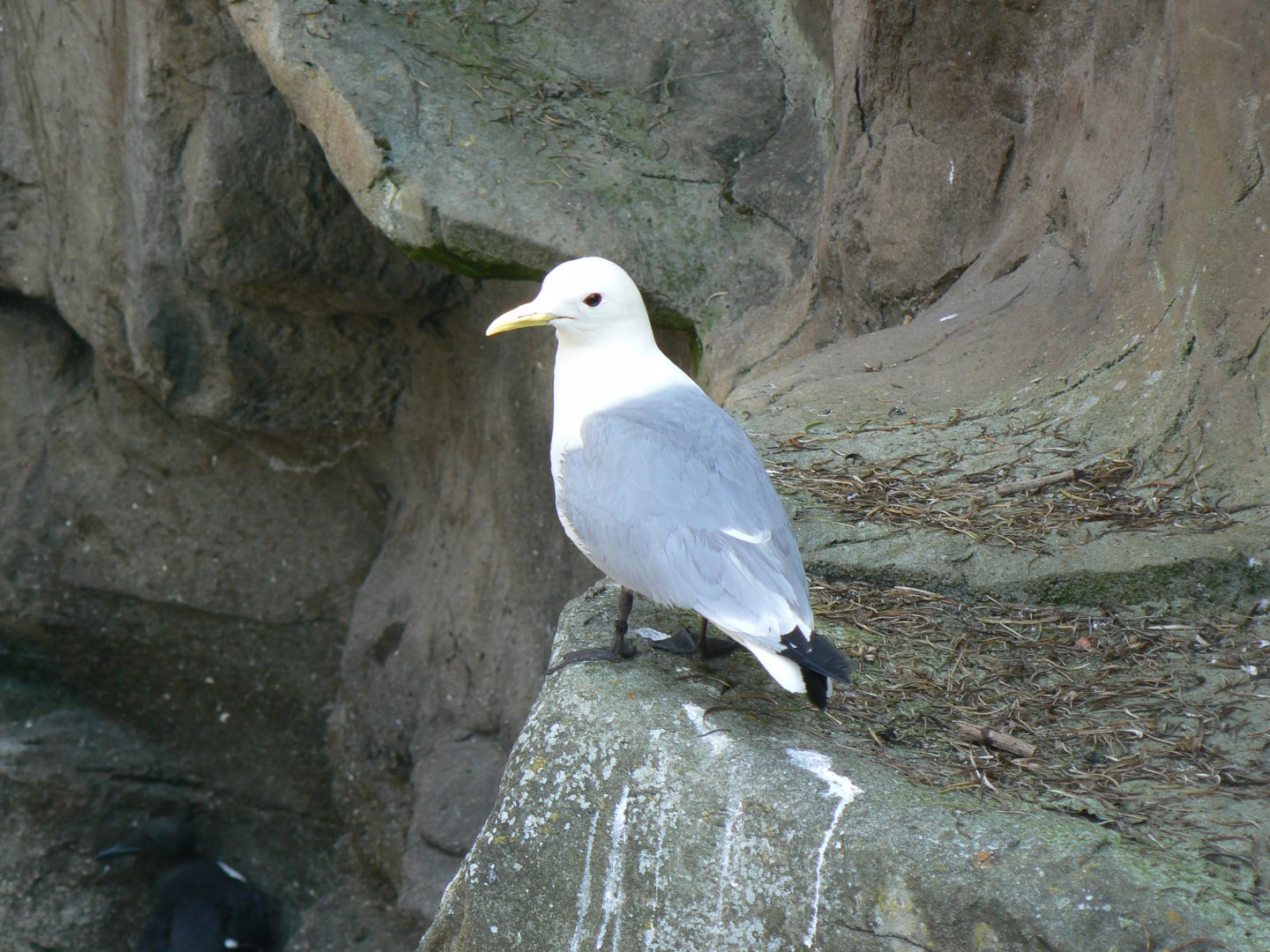 Black-legged Kittiwake - 6 July 2018