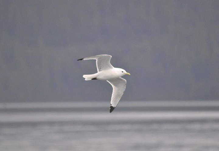 Black-legged Kittiwake - Alaska