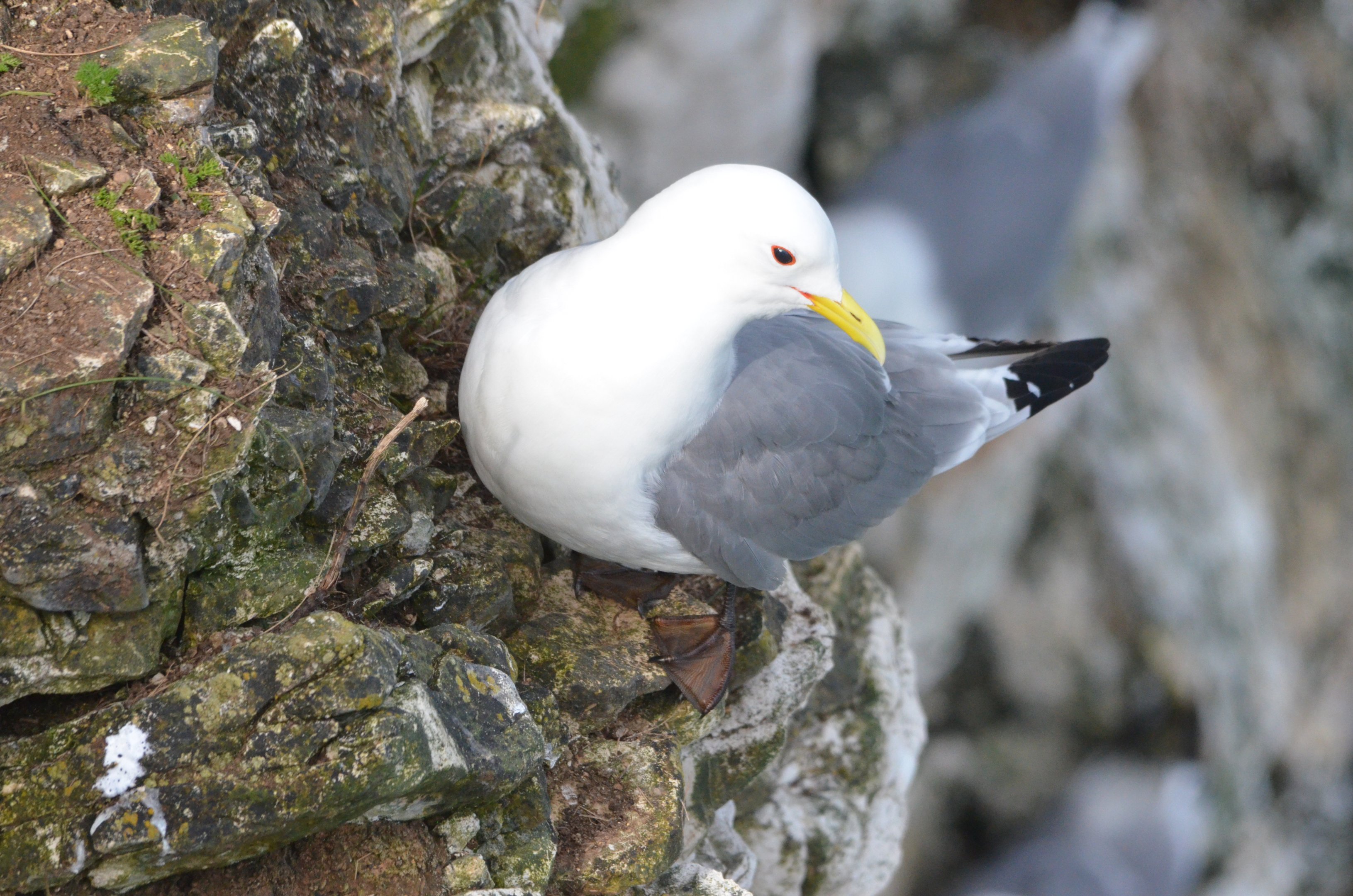 Black-legged Kittiwake at Bempton Cliffs, 22/05/17