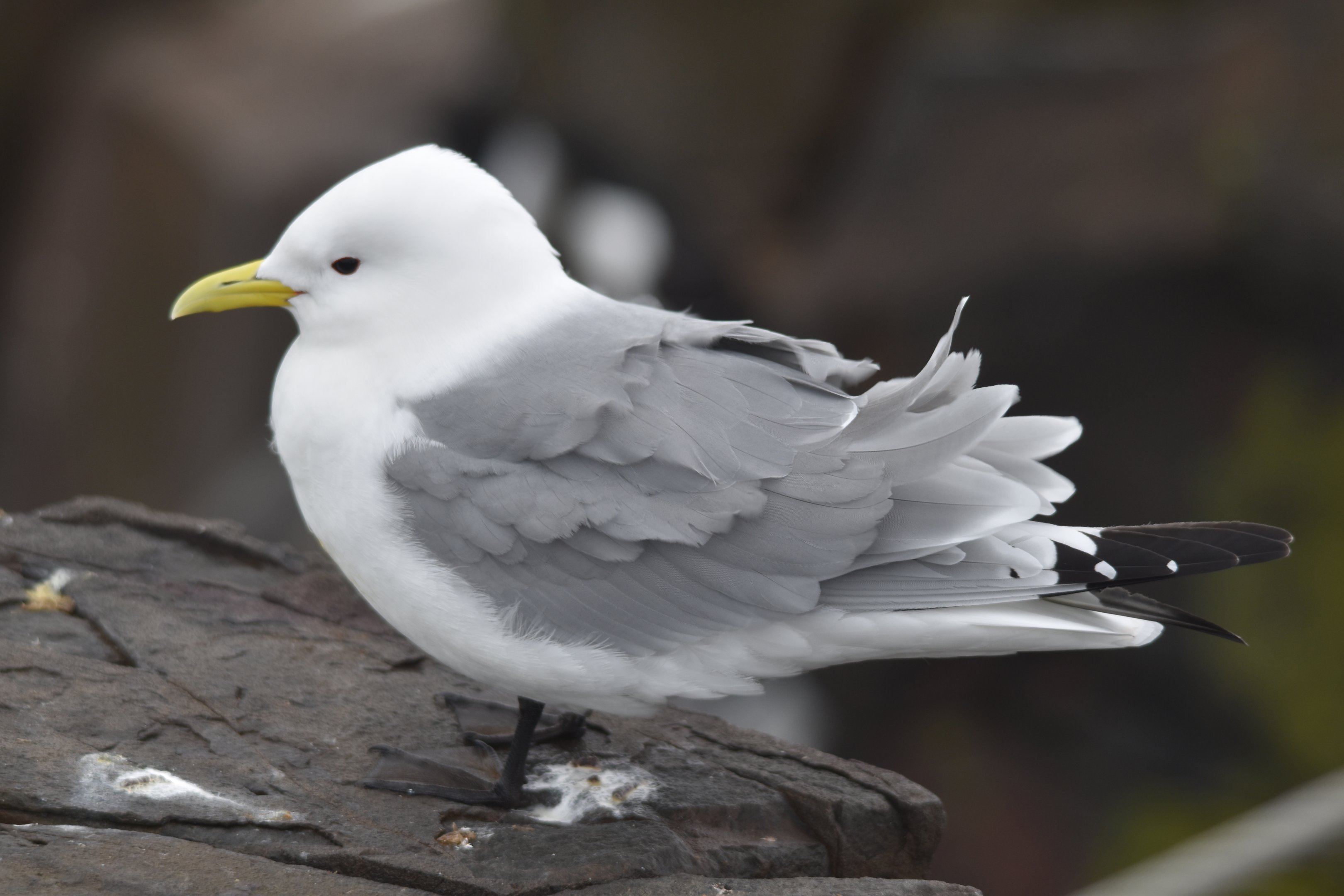 Black-legged Kittiwake, Farne Islands, 8th April 2024
