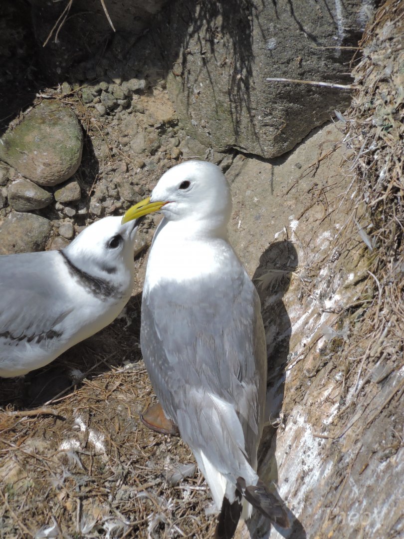 Black-legged kittiwake - Great Saltee [2016]