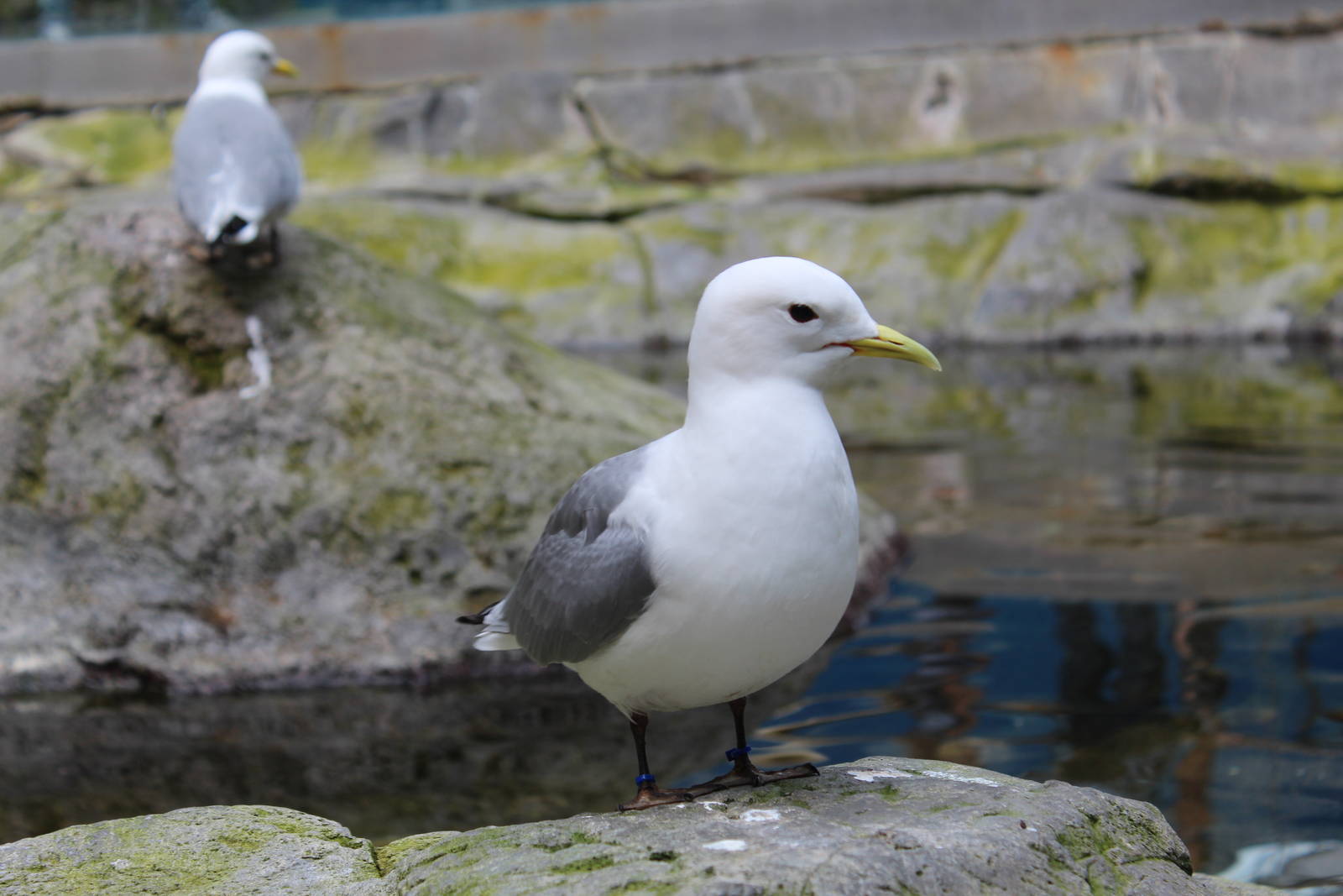 Black-legged Kittiwake, Gulf of St.Lawrence 'On the Surface' Hall - June 20