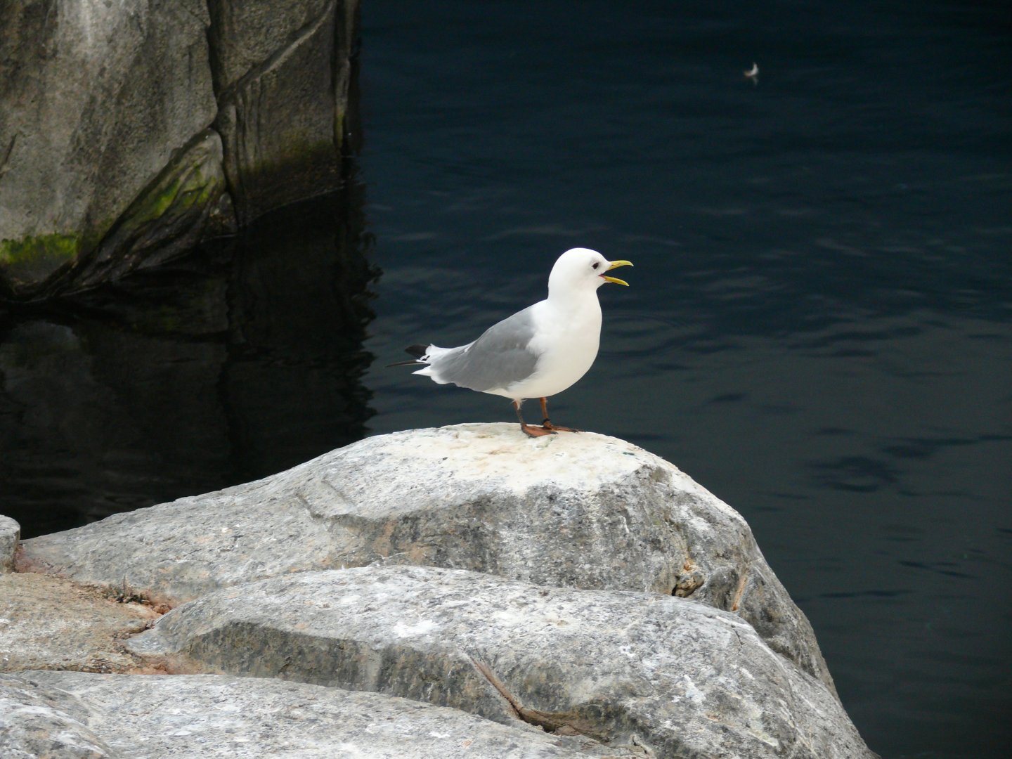 Black-legged kittiwake - reopening 31-08-2020