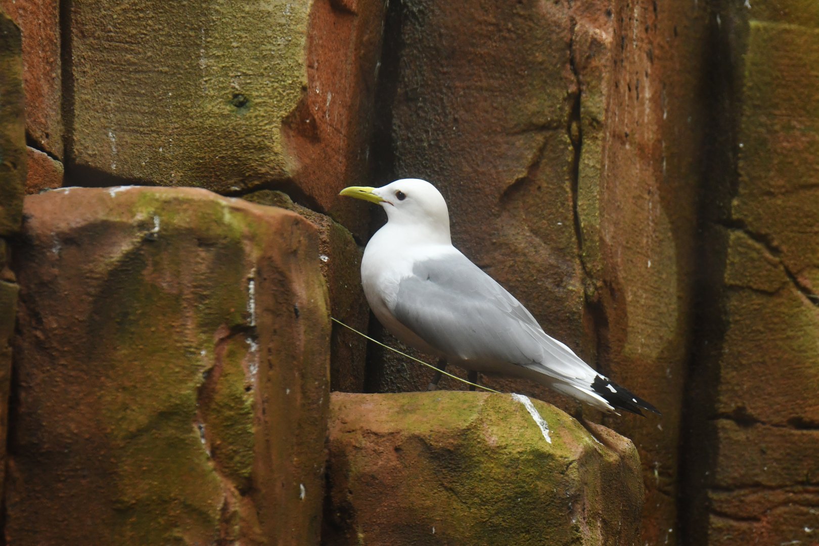 Black-legged Kittiwake Rissa tridactyla