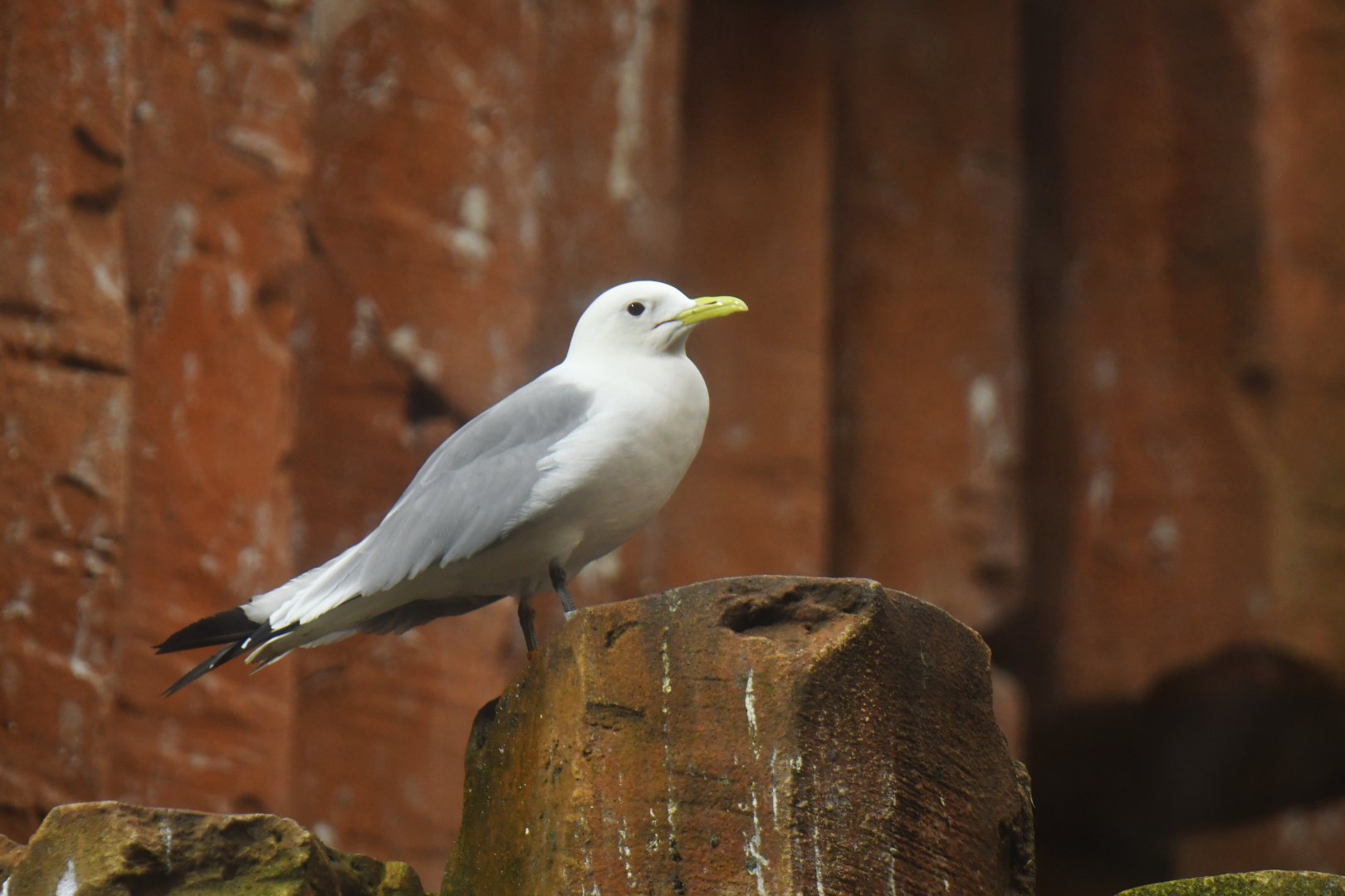 Black-legged Kittiwake Rissa tridactyla